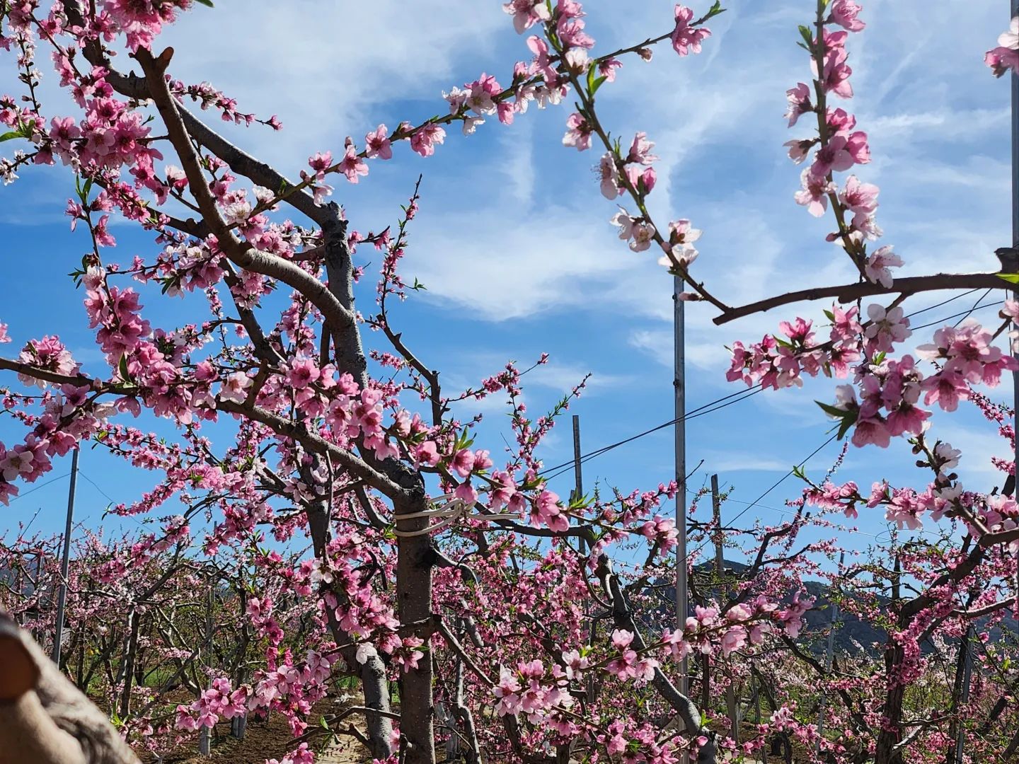 平谷区桃花海主景区旅行图片 3