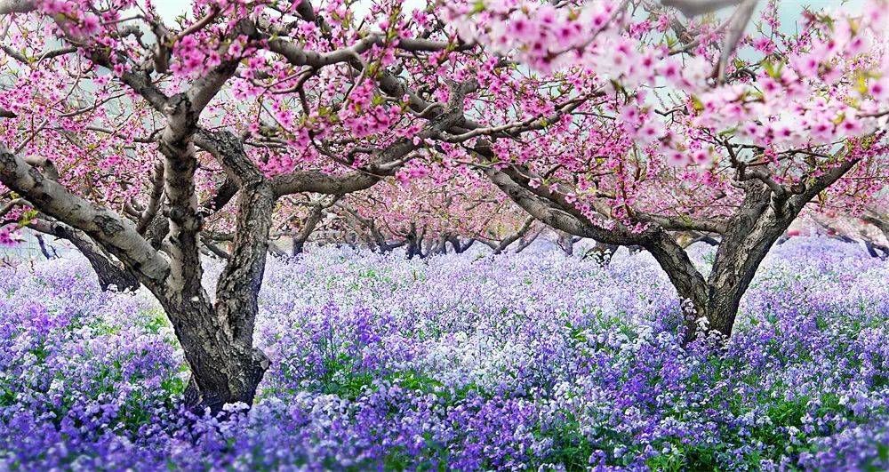 平谷区桃花海主景区旅行图片 1