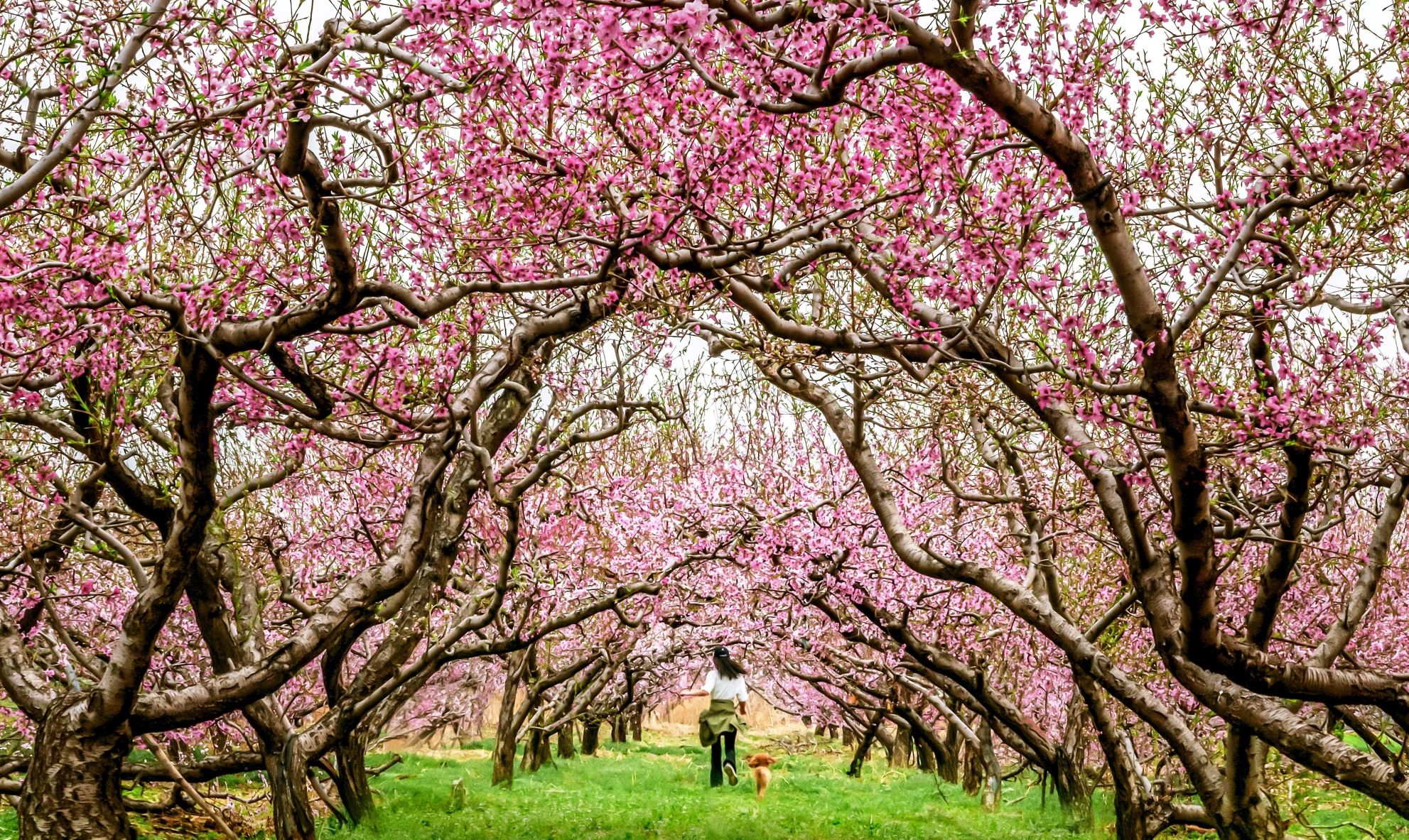 平谷区桃花海主景区旅行图片 2