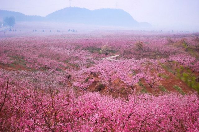 平谷区桃花海主景区旅行图片 3
