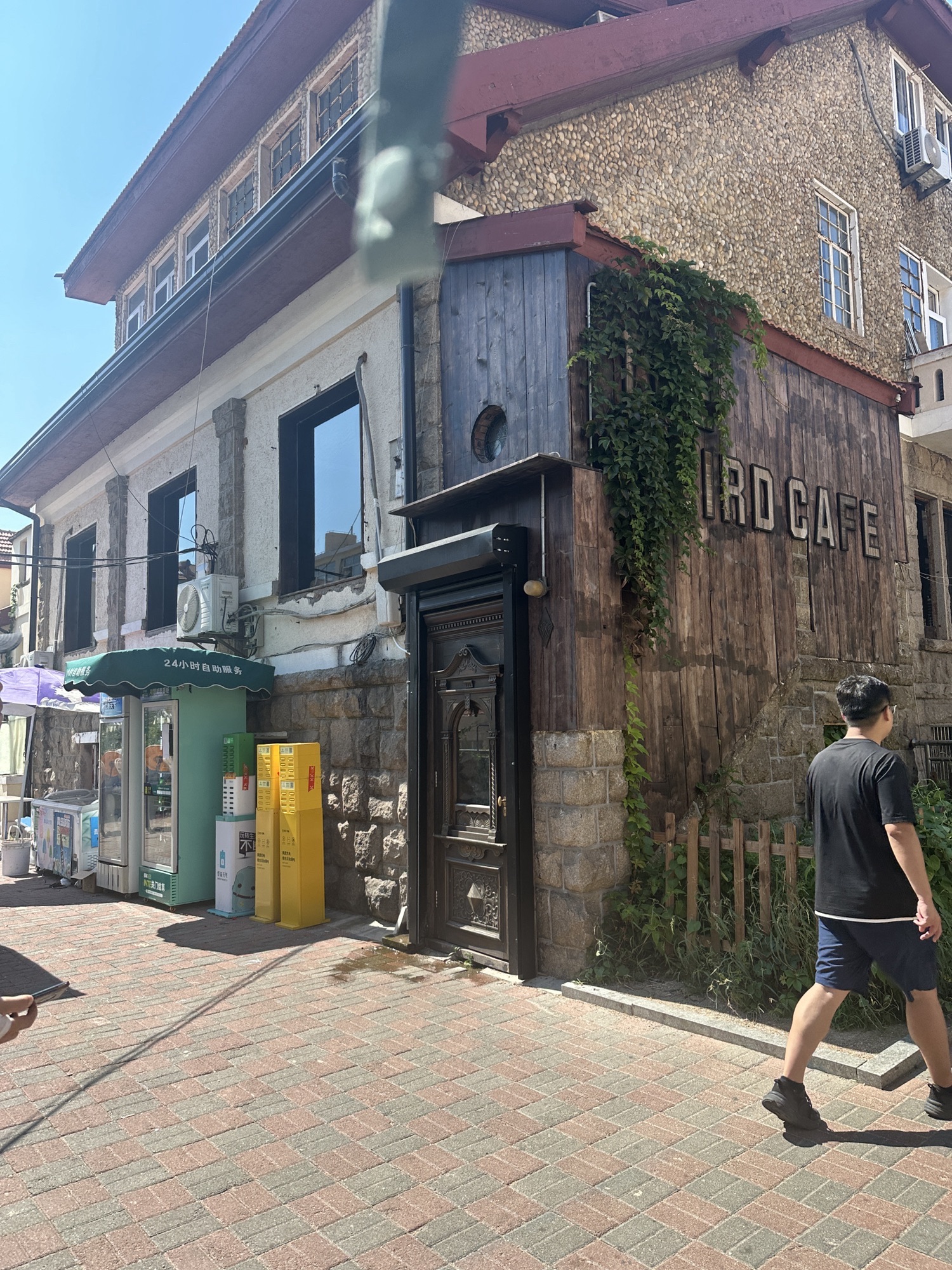 孤独的树旅行图片 1