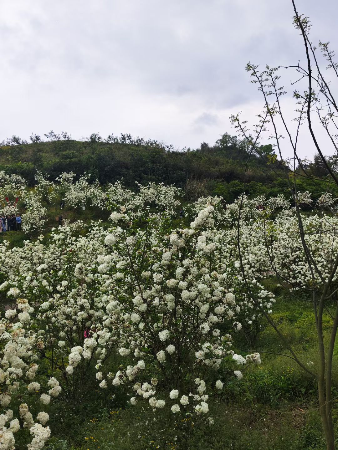 丰乐绣球花海旅行图片 2