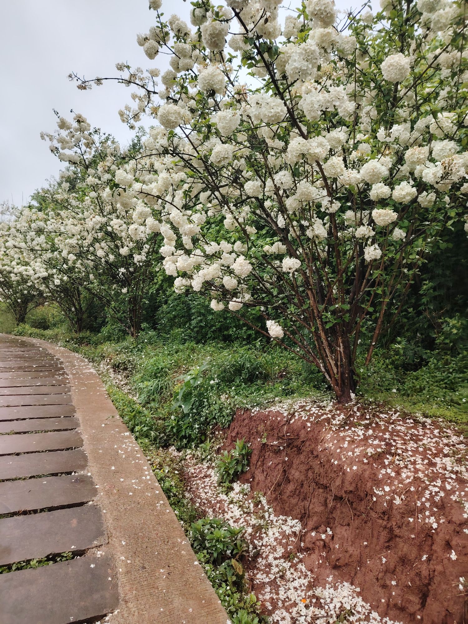 丰乐绣球花海旅行图片 3