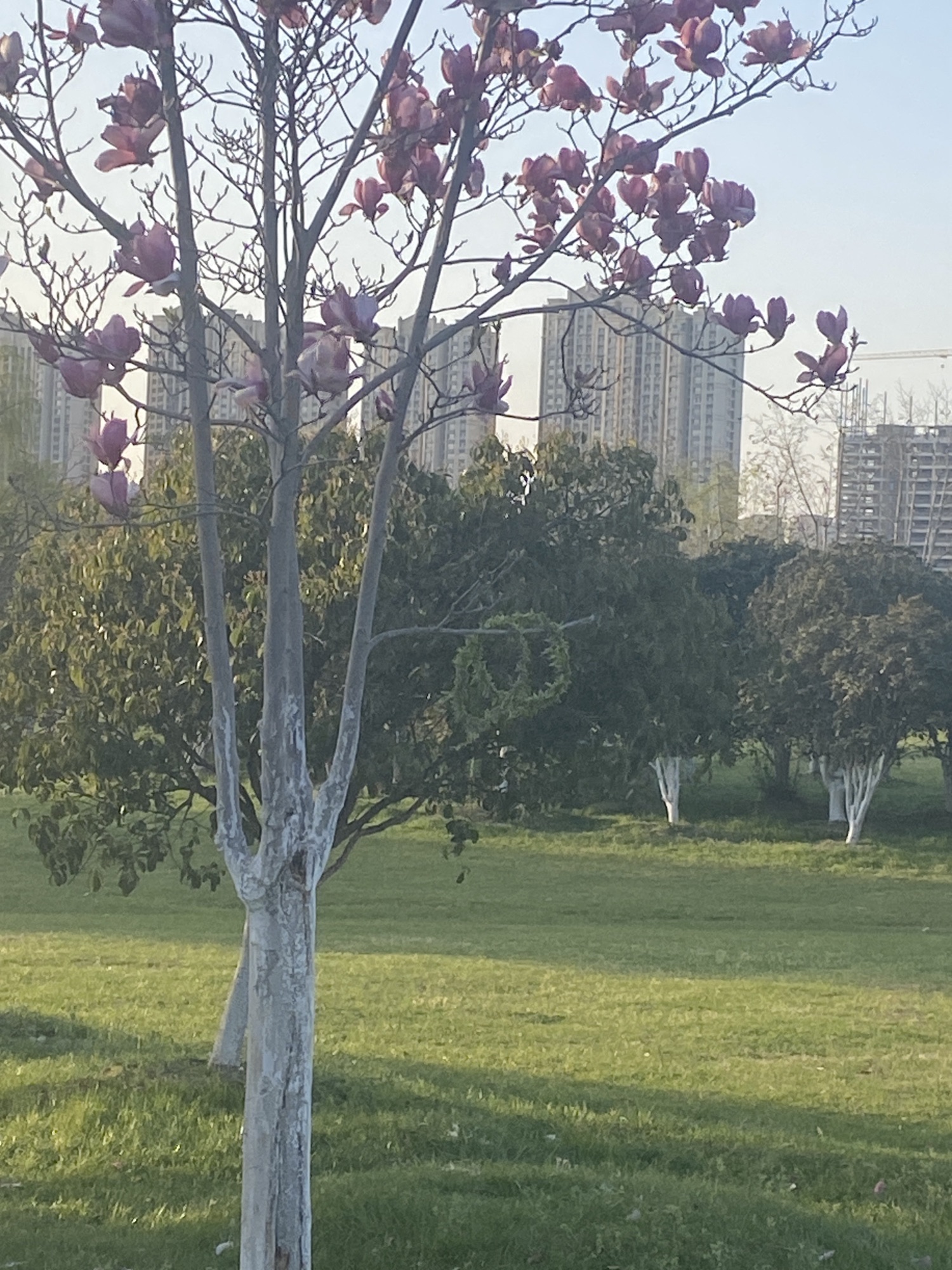 蜀西湖公园旅行图片 3