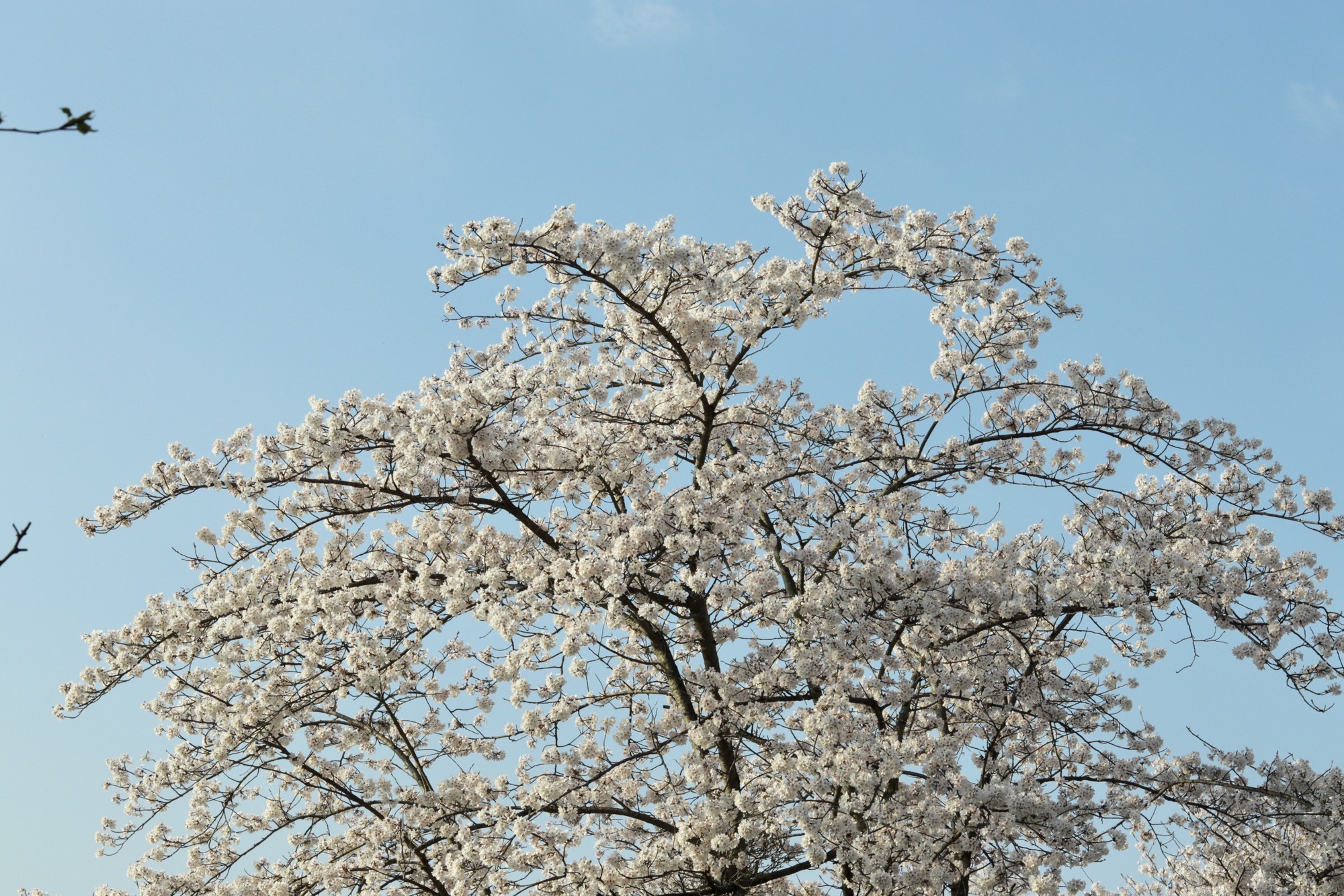 平坝樱花网红树景点图片