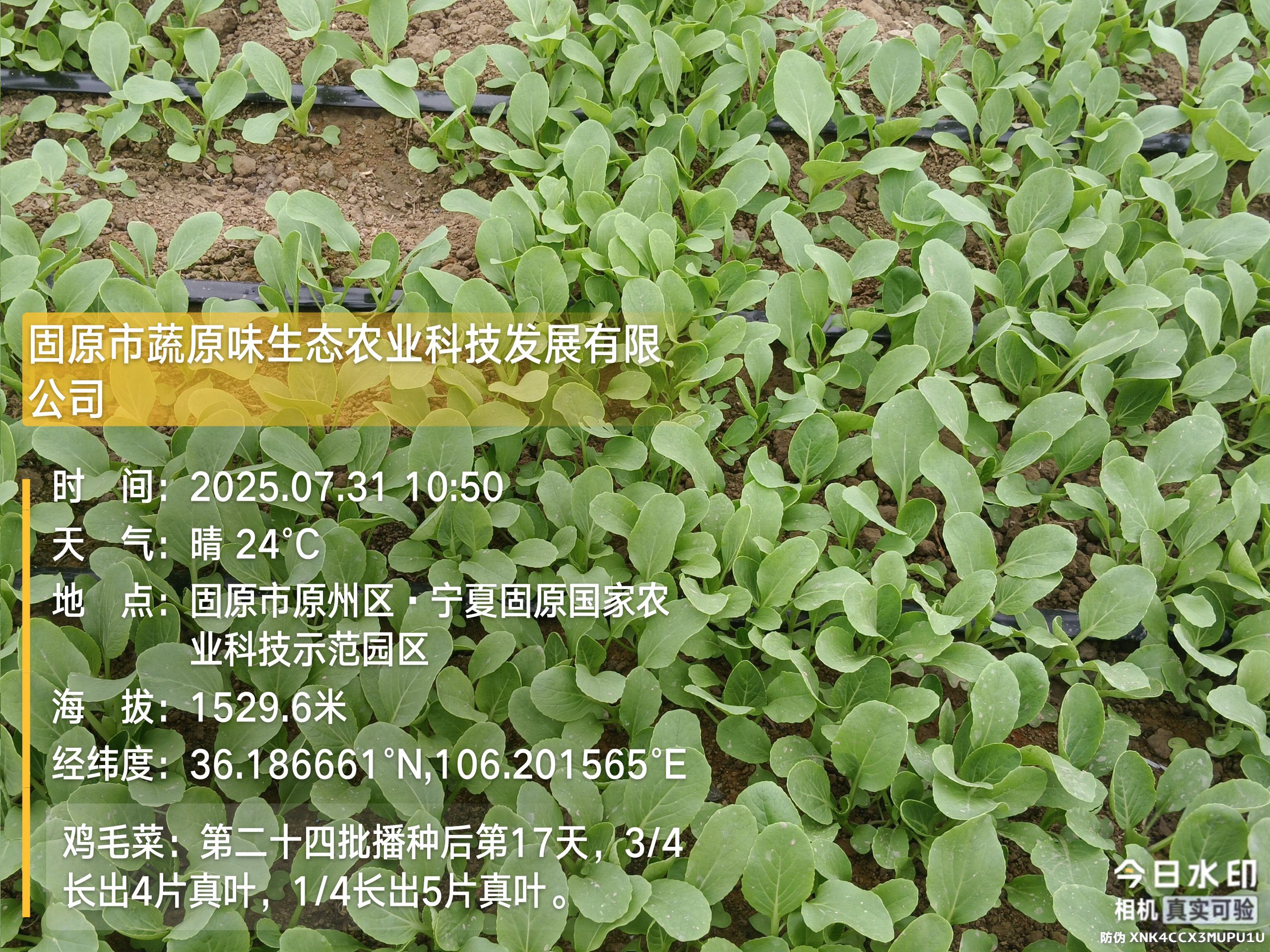 固原市原州区蔬原味农业科技发展有限公司
