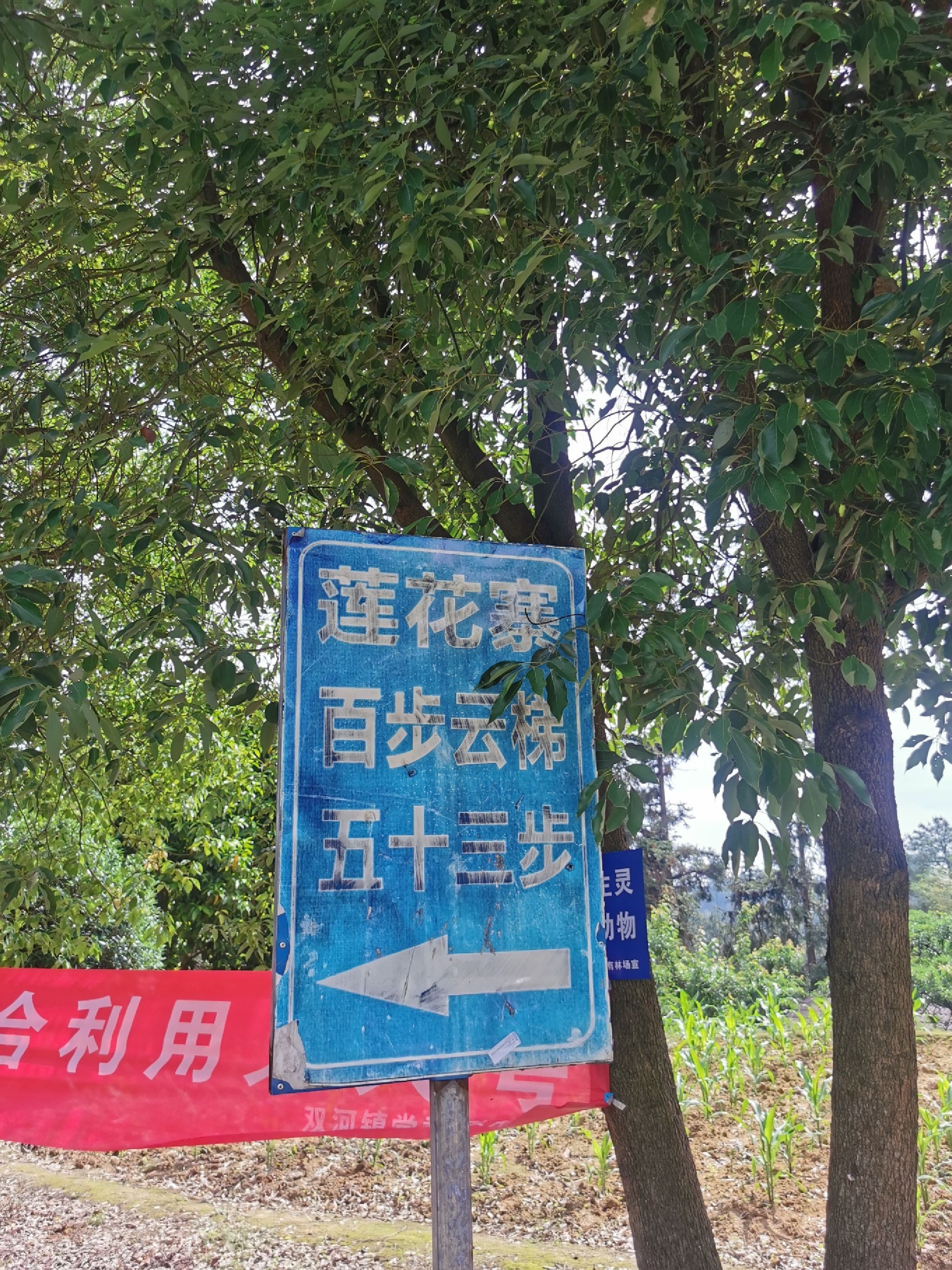 五十三梯旅行图片 1