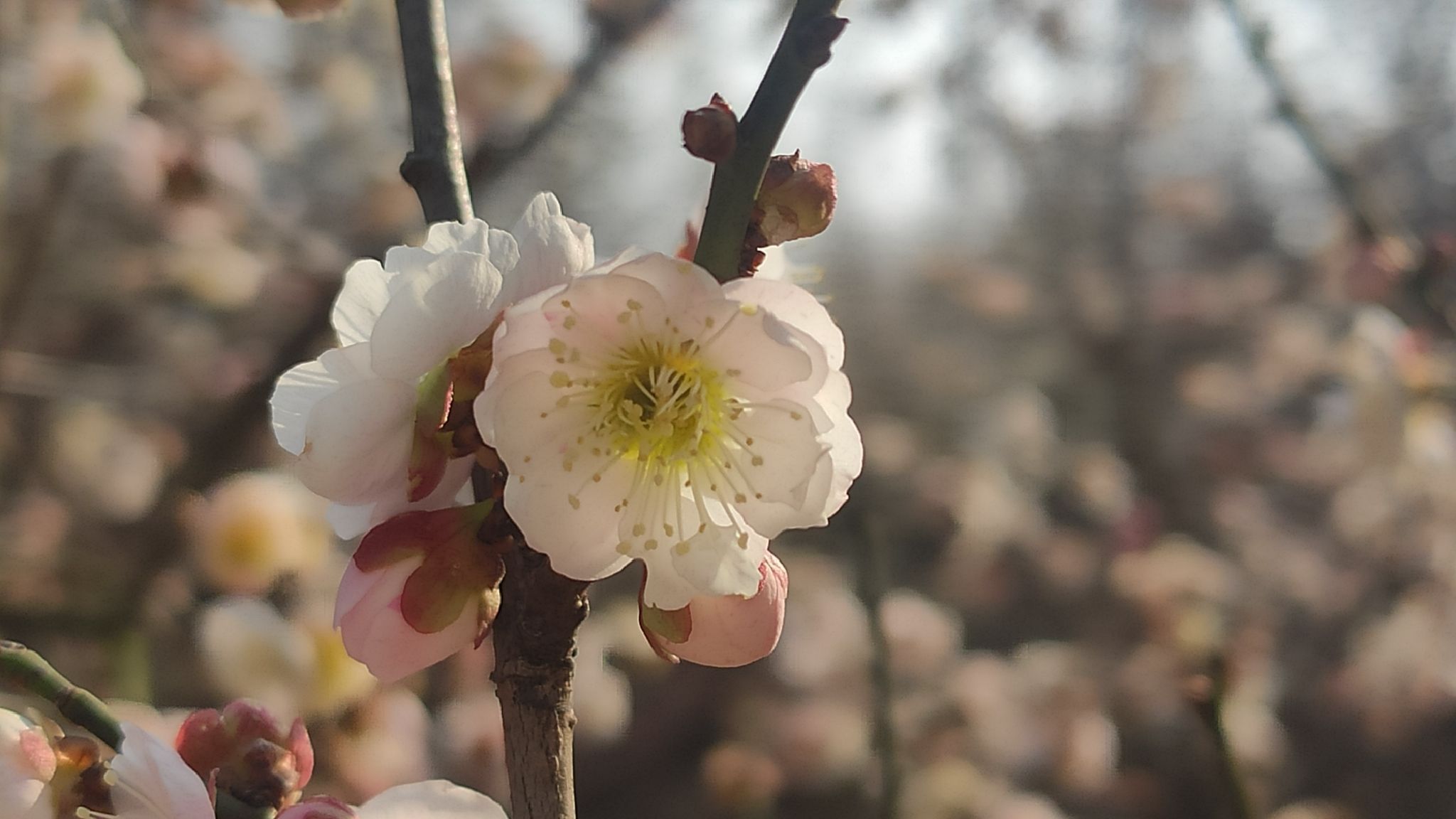 江苏大学梅花园旅行图片 1