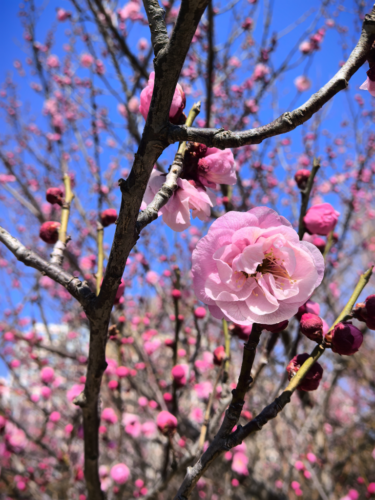 江苏大学梅花园旅行图片 3
