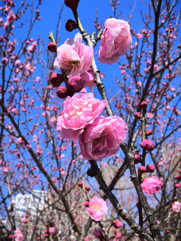 江苏大学梅花园旅行图片 2