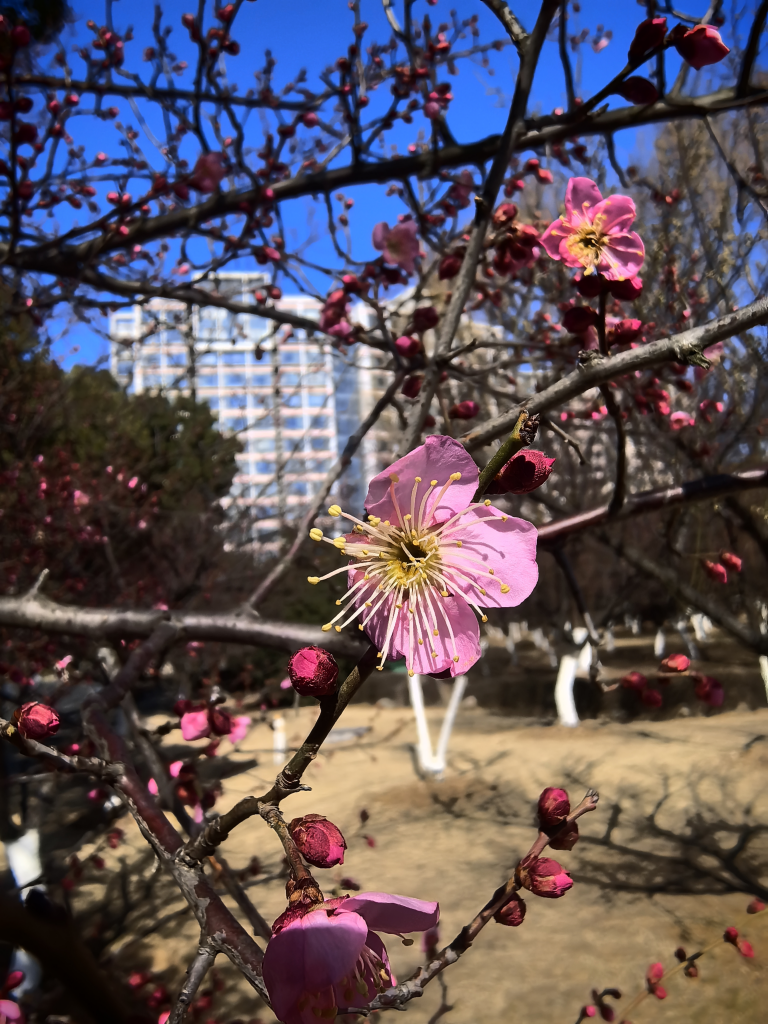 江苏大学梅花园旅行图片 1
