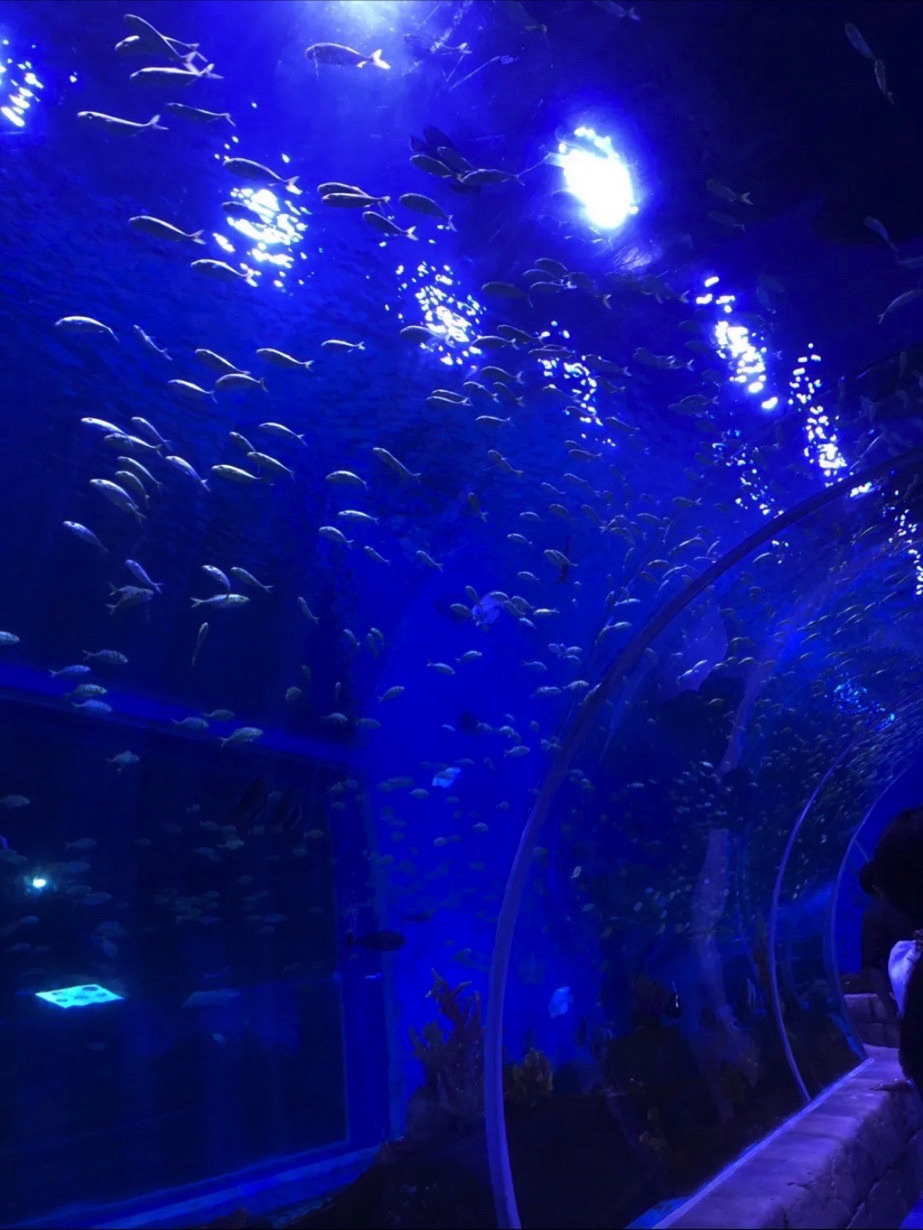 南阳市海洋乐园旅行图片 3