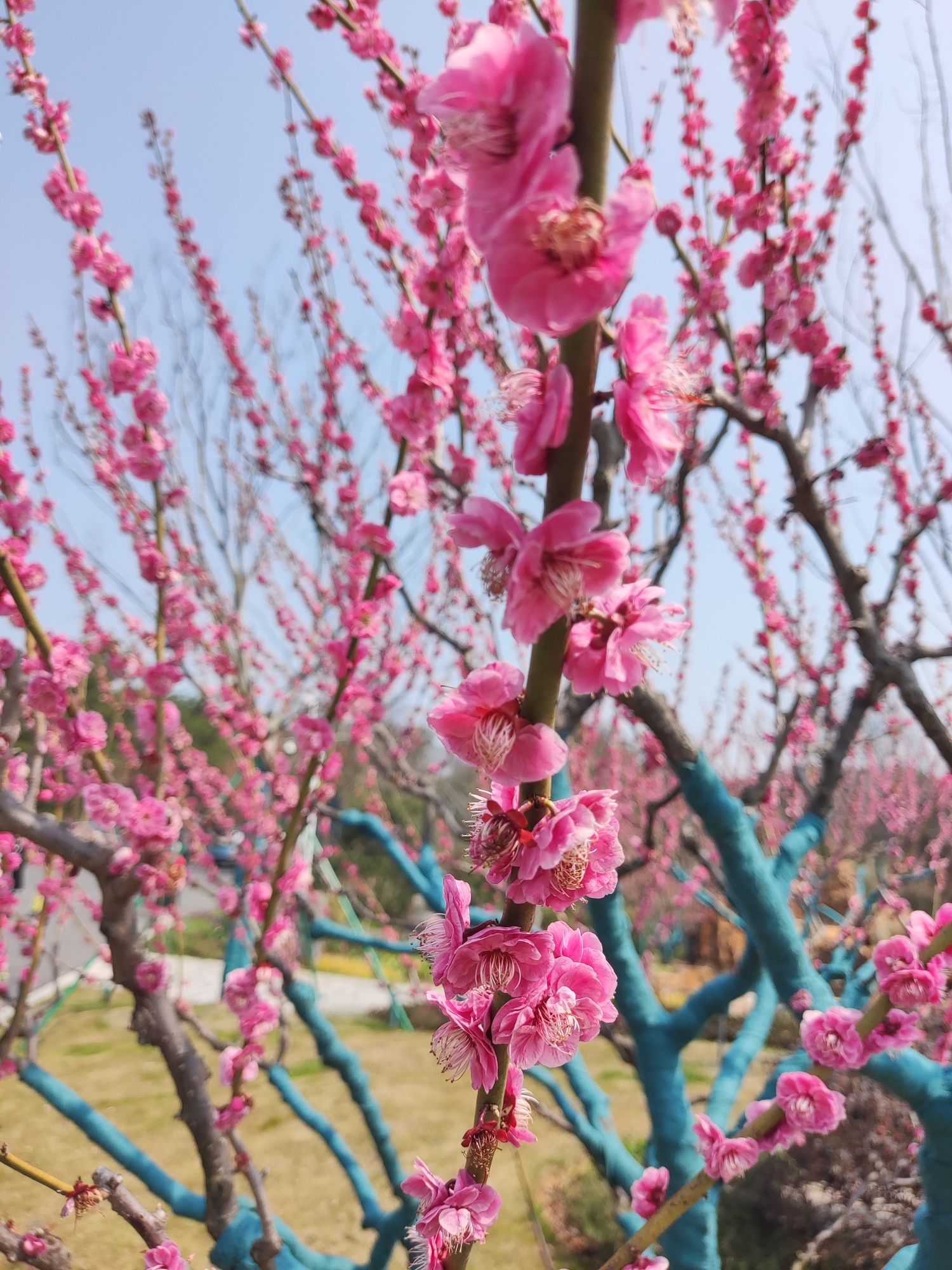 无锡太湖植物园旅行图片 2
