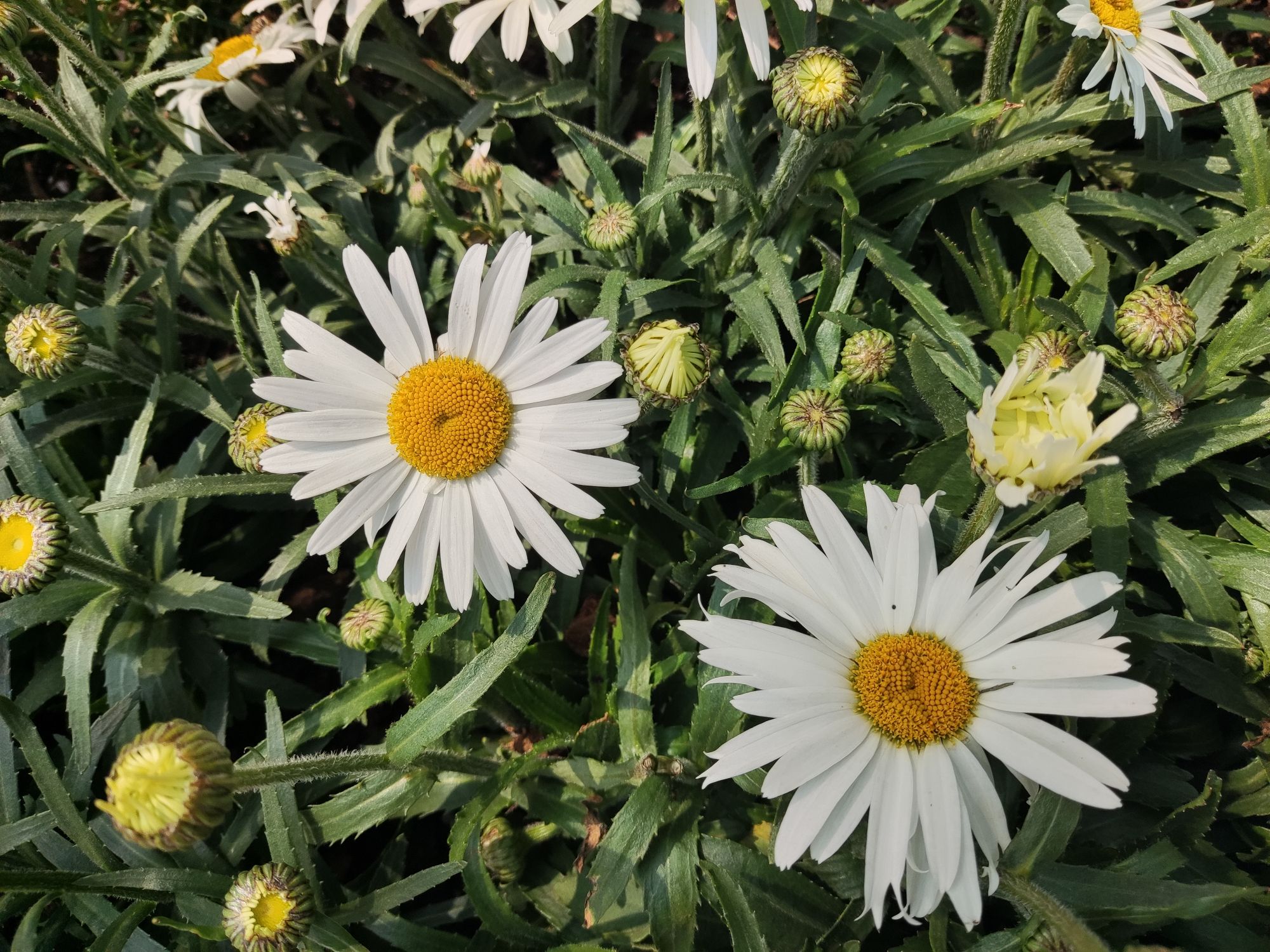 无锡太湖植物园旅行图片 3