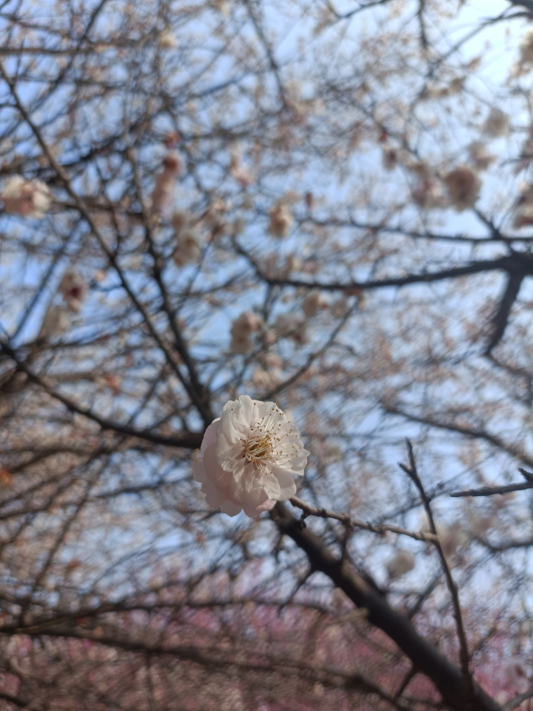 天中梅园旅行图片 2