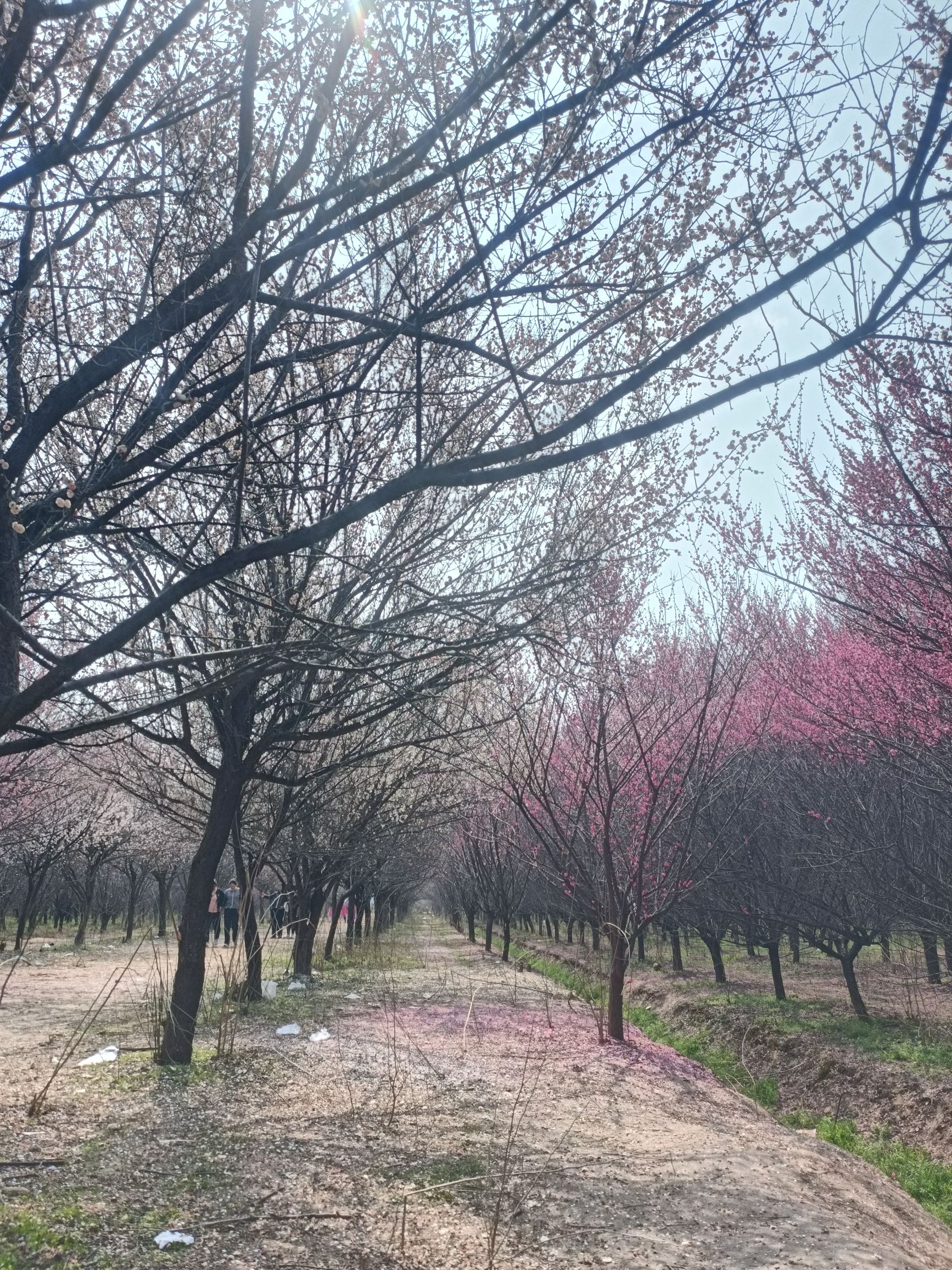 天中梅园旅行图片 3