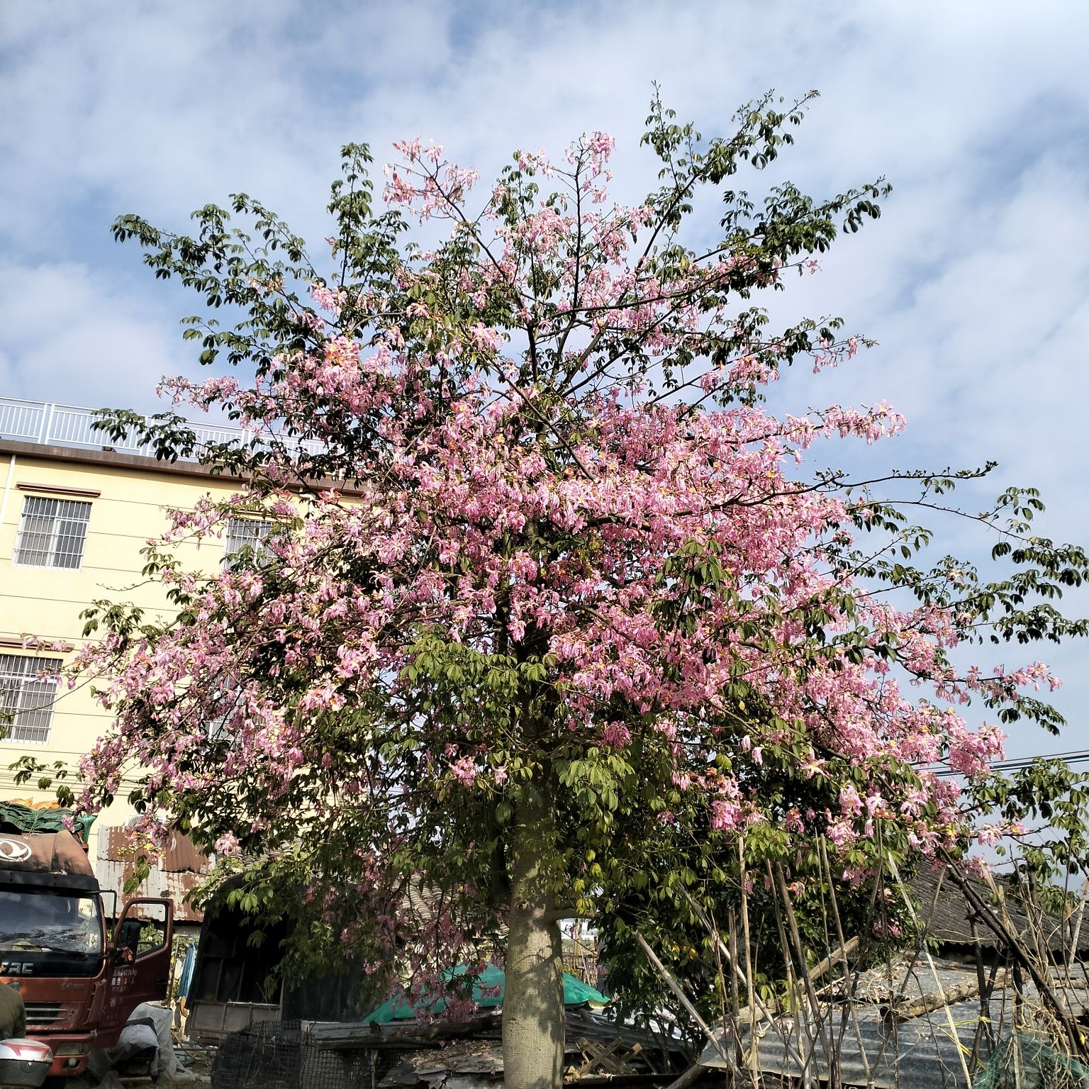 石坑田园景区旅行图片 1