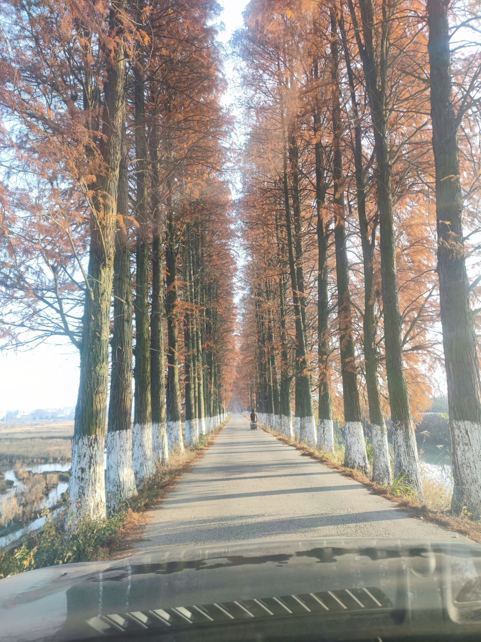 白地市镇彭家湾村水杉林旅行图片 1