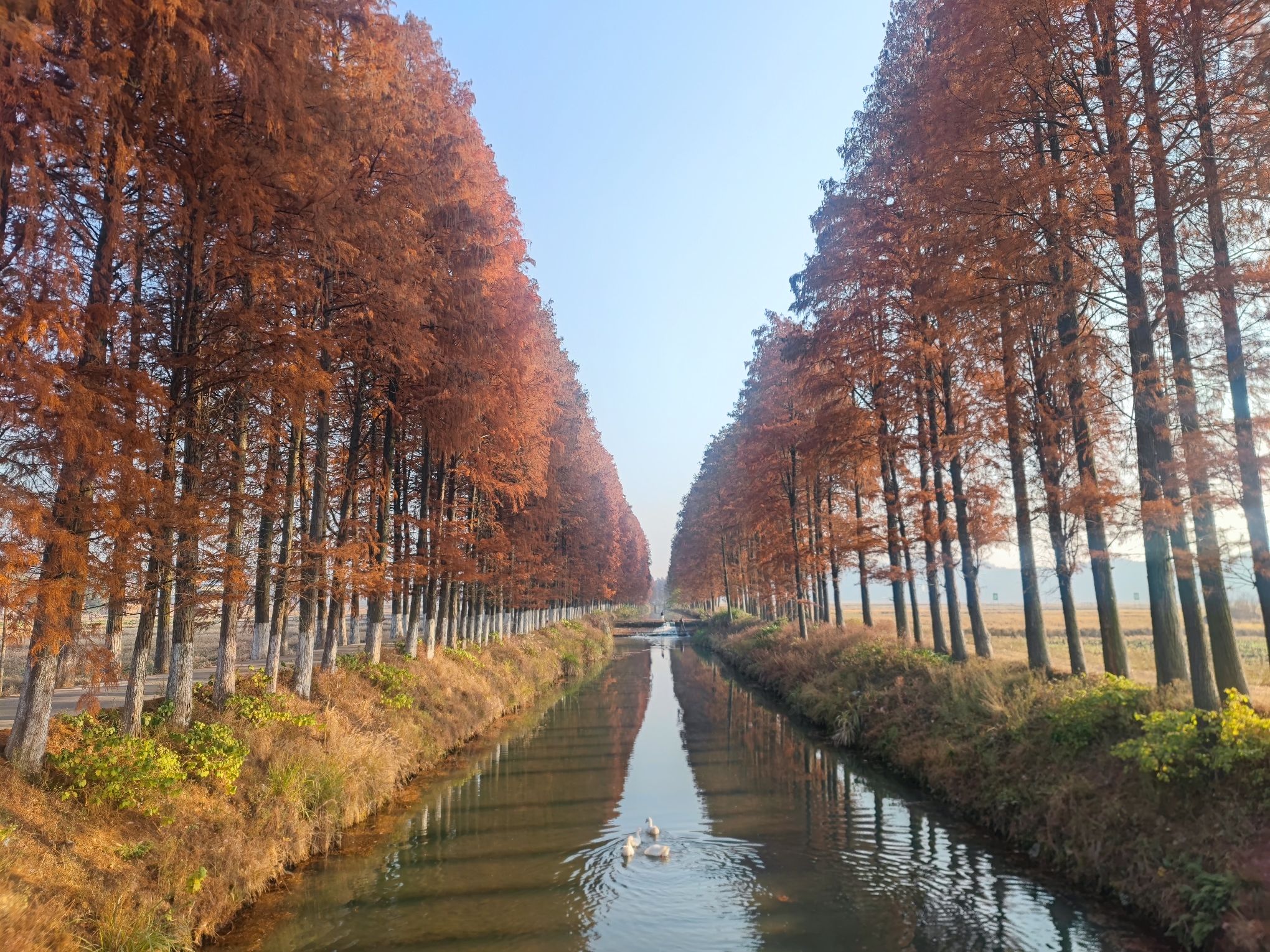白地市镇彭家湾村水杉林旅行图片 2