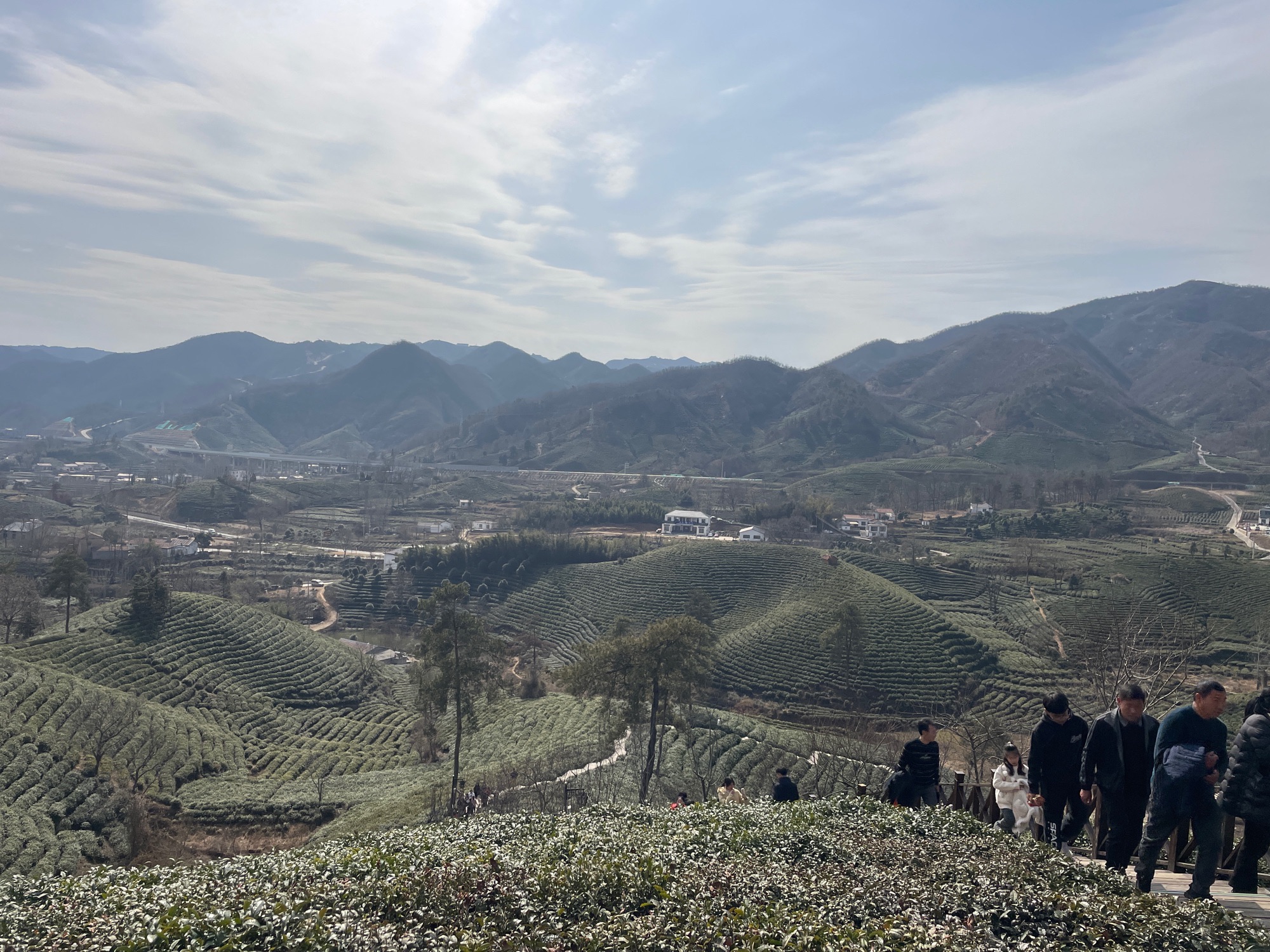 清风茶山风景区旅行图片 2