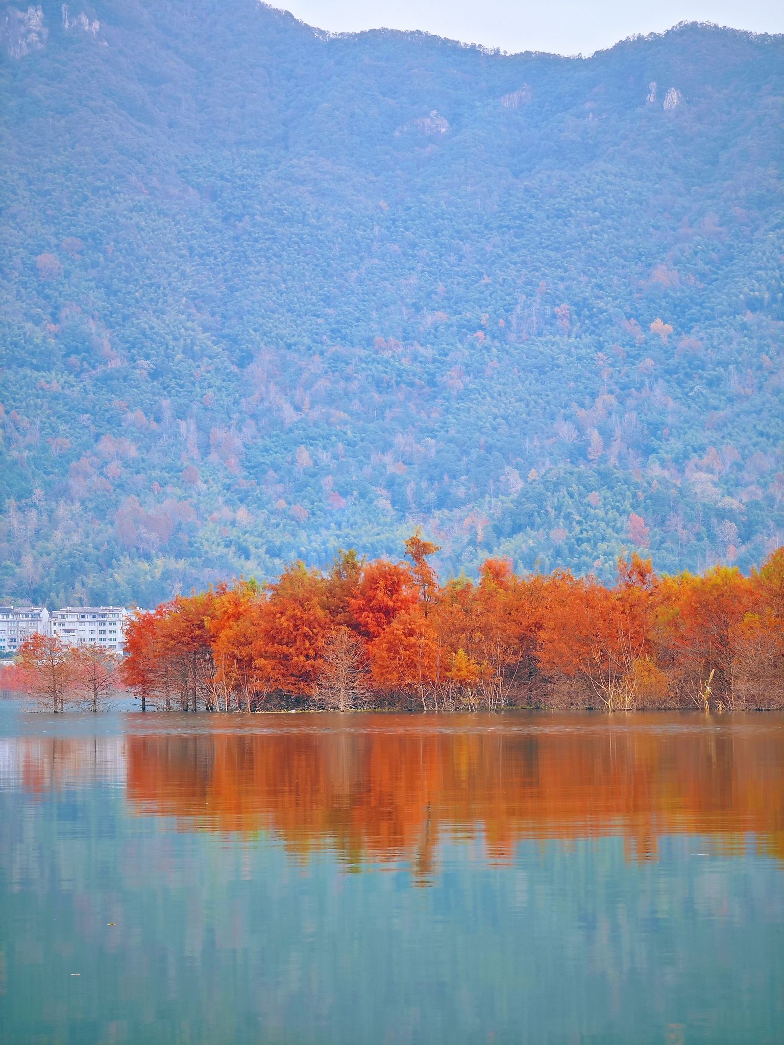 上垟红树林旅行图片 1