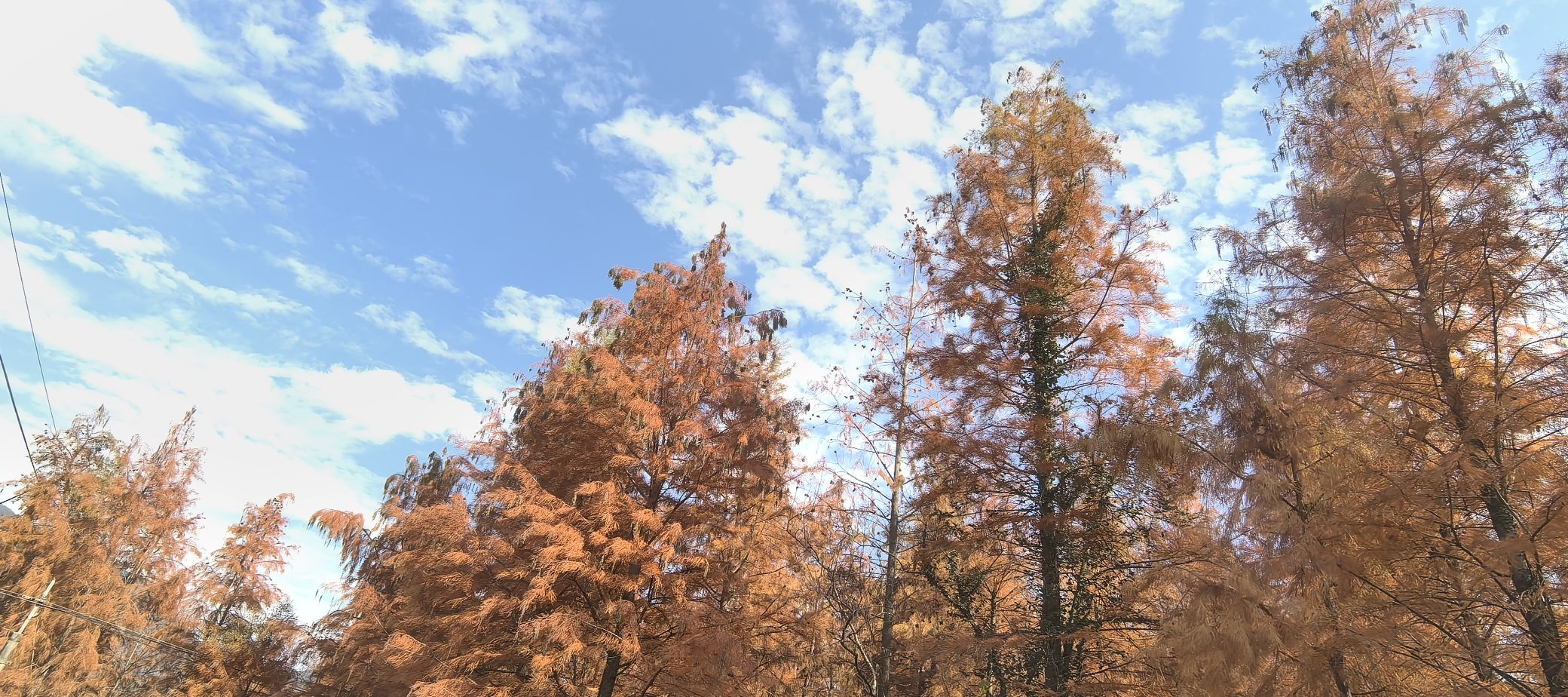 上垟红树林旅行图片 3