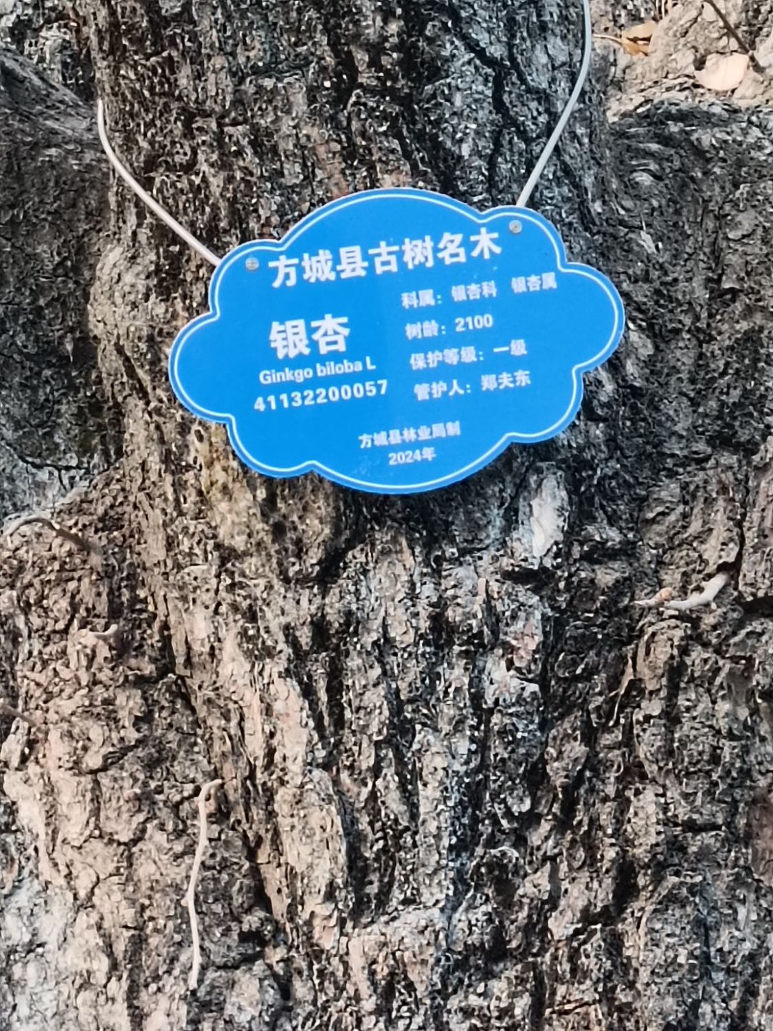 千年银杏树旅行图片 2