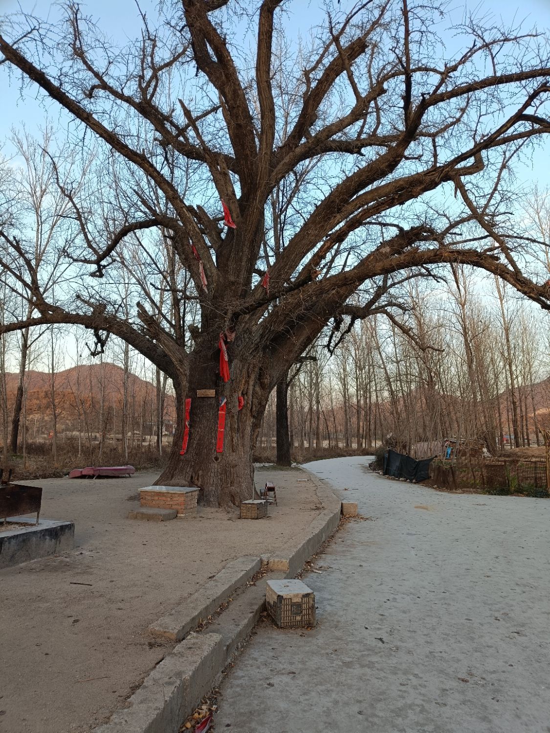 千年银杏树旅行图片 1