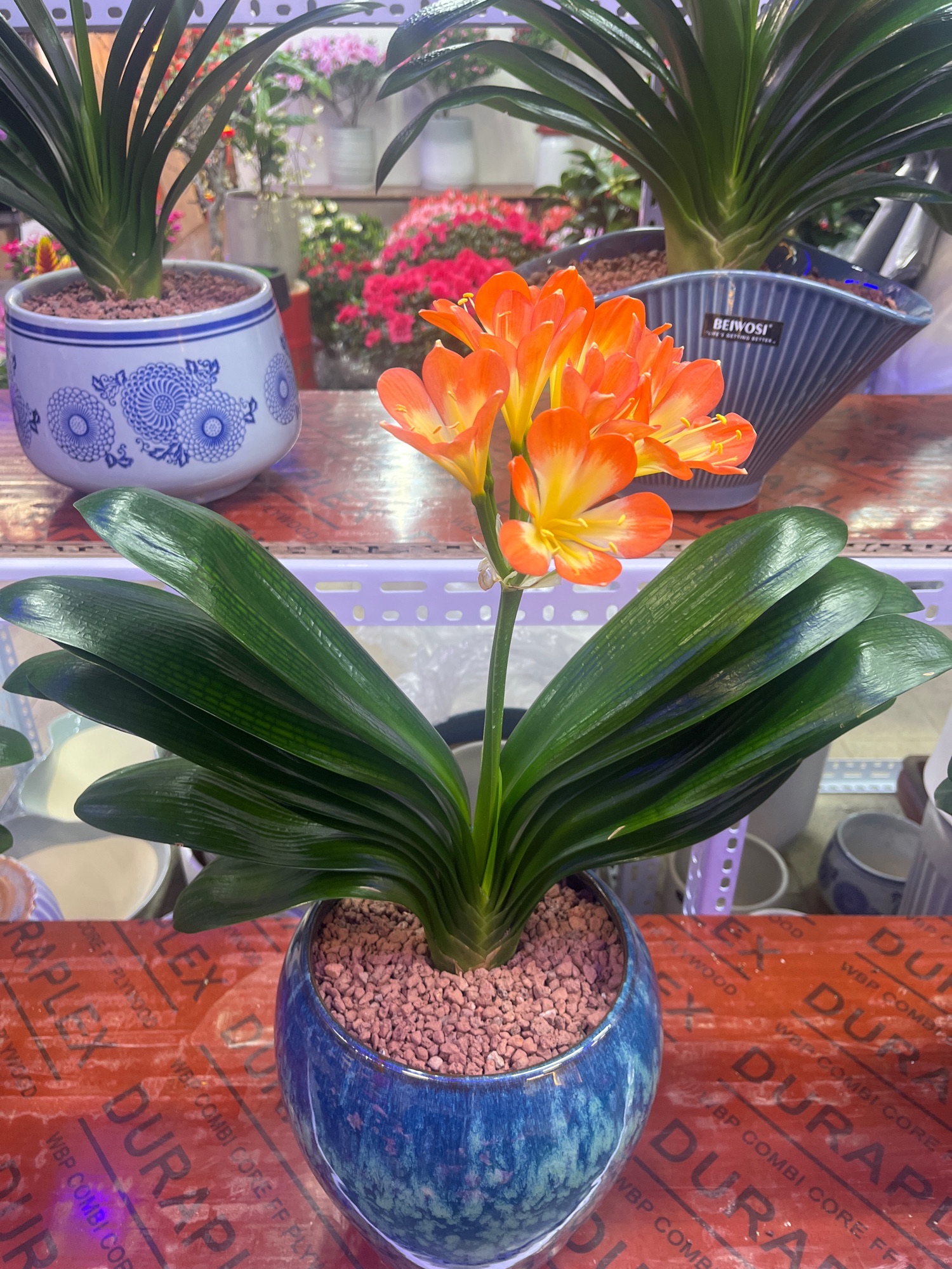 王四营鲜花批发(朝悦花卉店)
