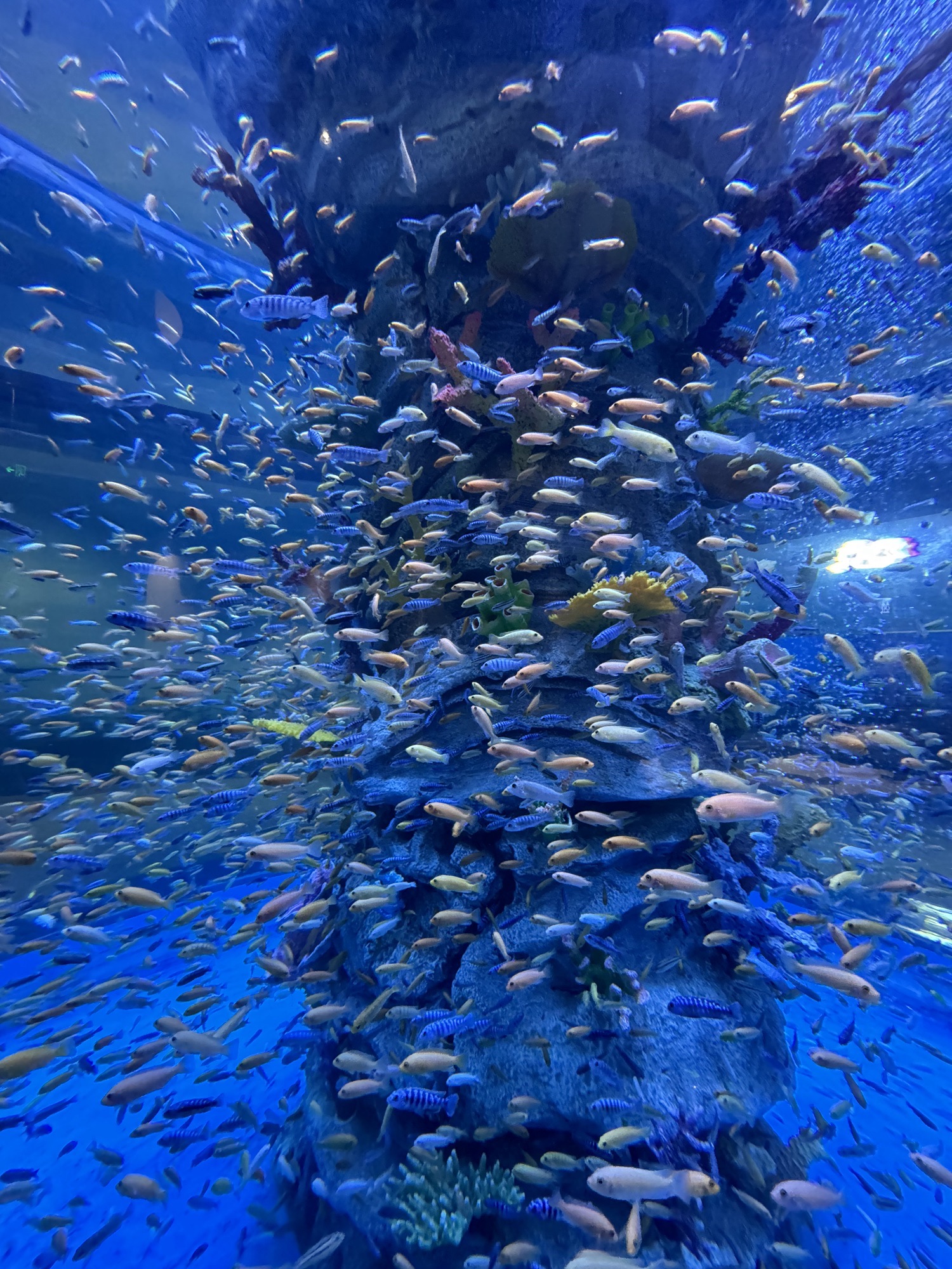 德州海洋馆旅行图片 3