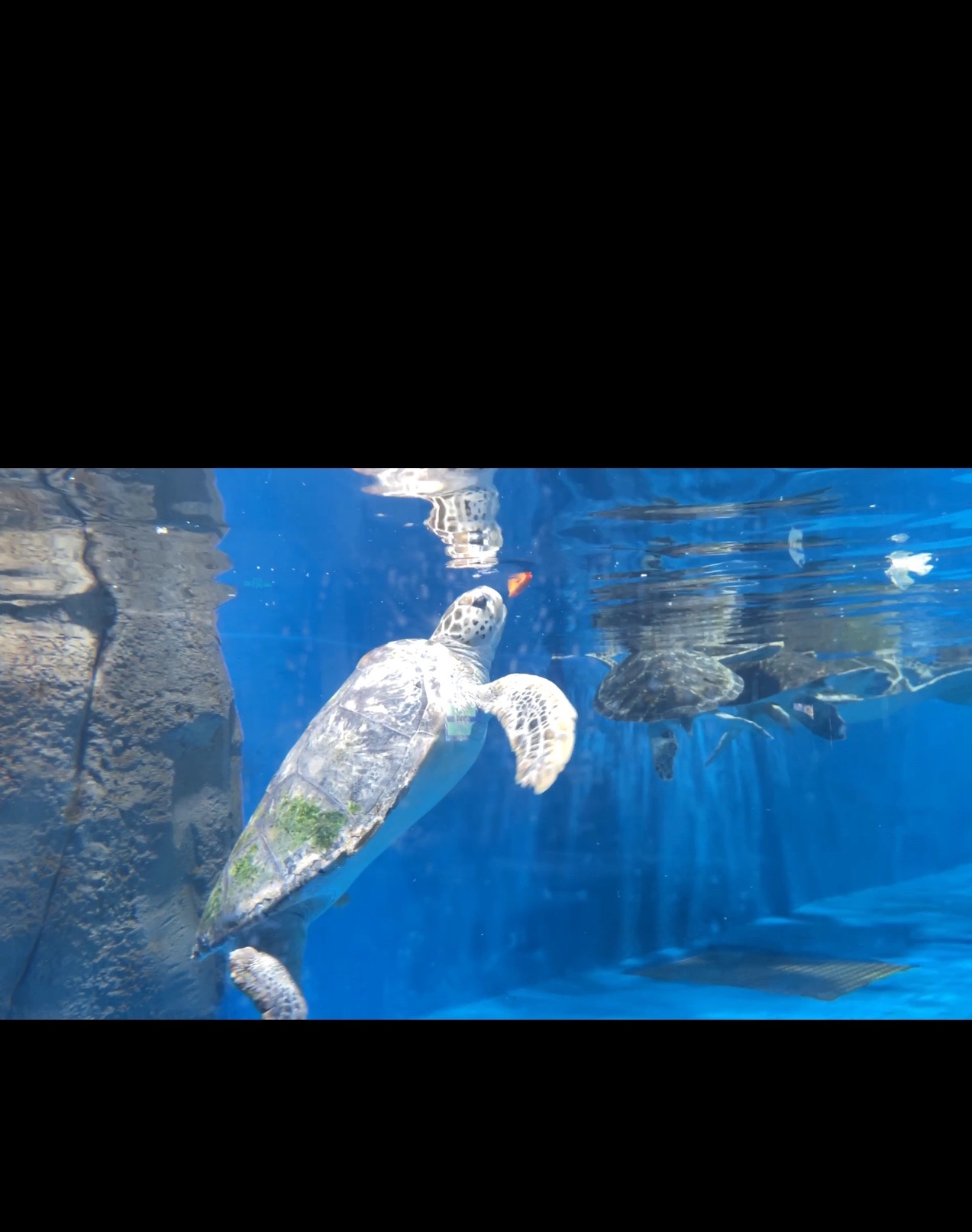德州海洋馆旅行图片 2
