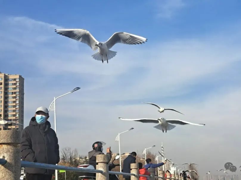 观鸥汀旅行图片 2