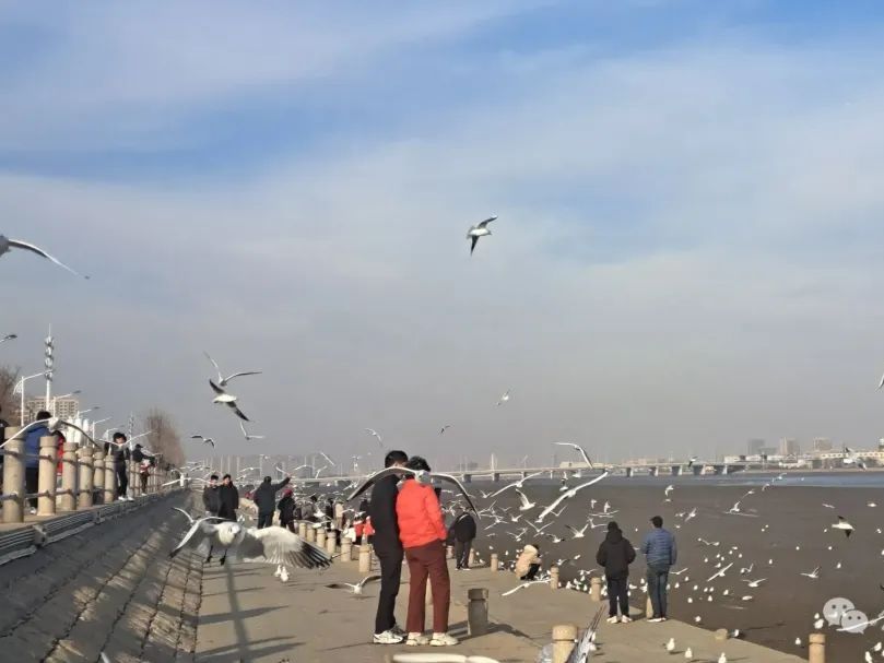 观鸥汀旅行图片 1