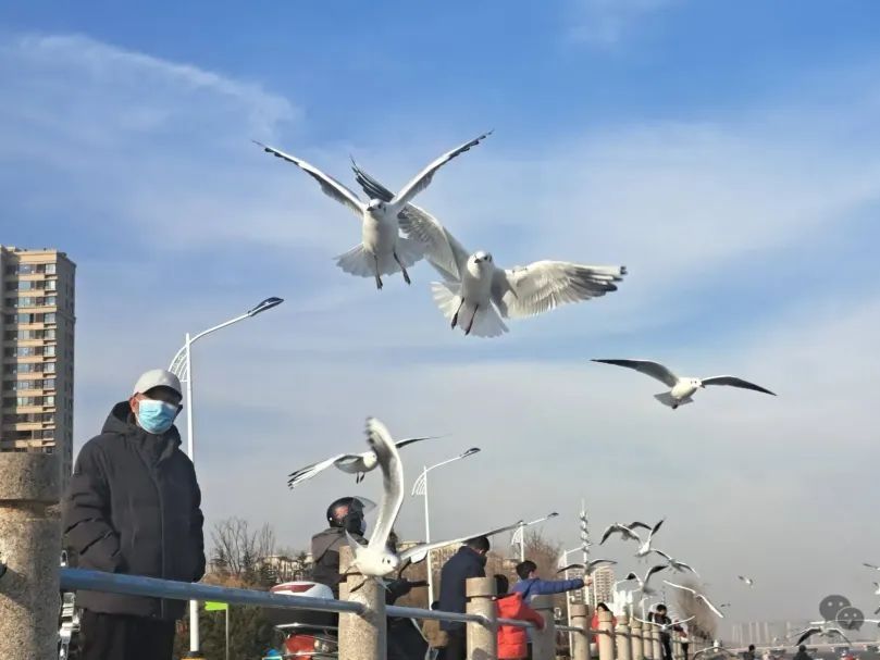观鸥汀旅行图片 3