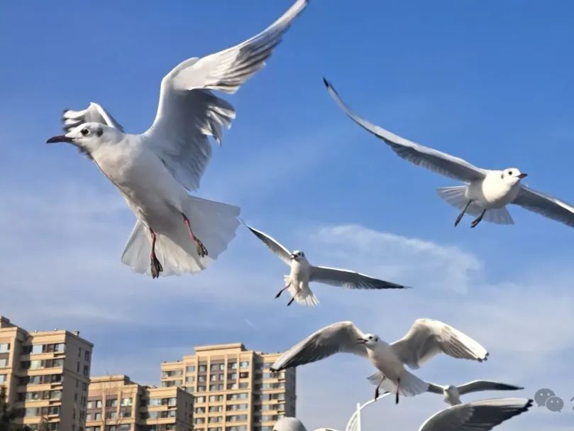 观鸥汀旅行图片 1