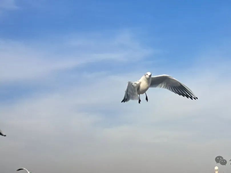 观鸥汀旅行图片 3