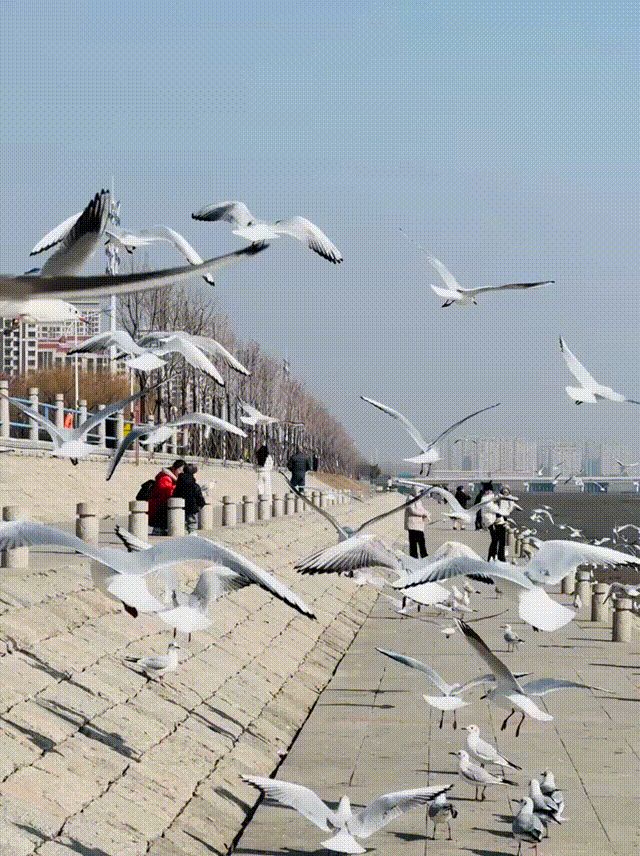 观鸥汀旅行图片 1