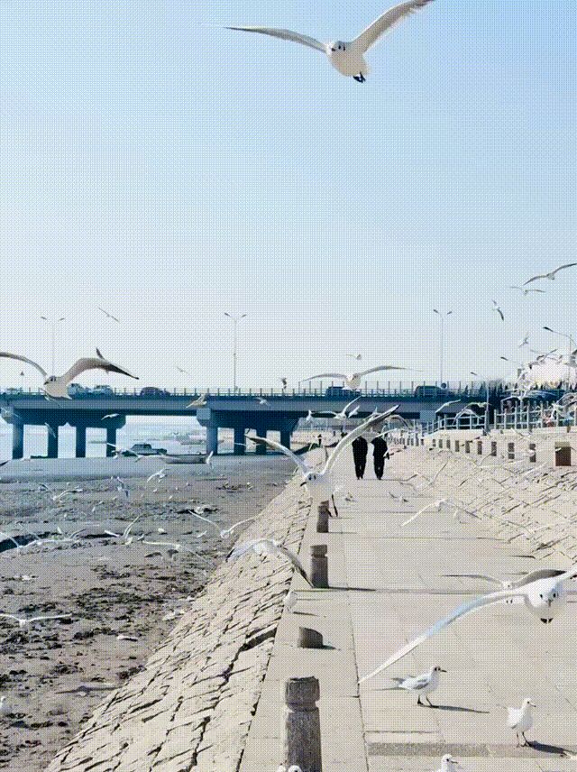 观鸥汀旅行图片 2
