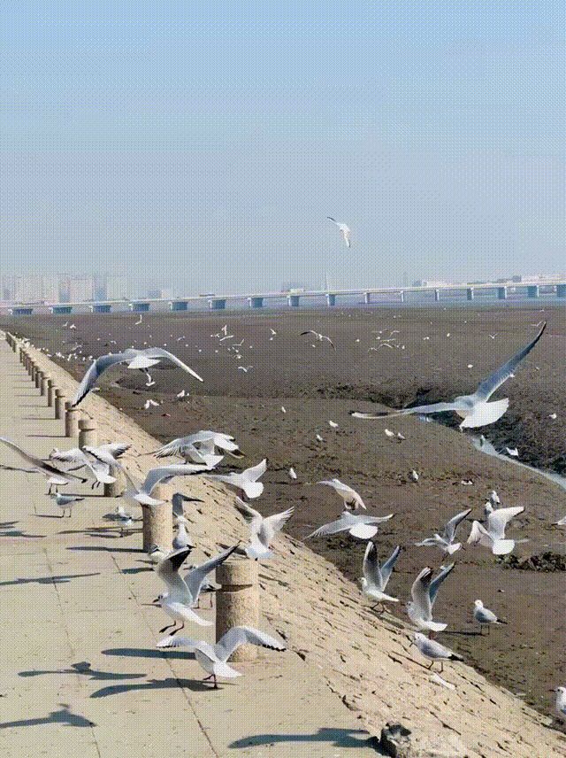 观鸥汀旅行图片 3