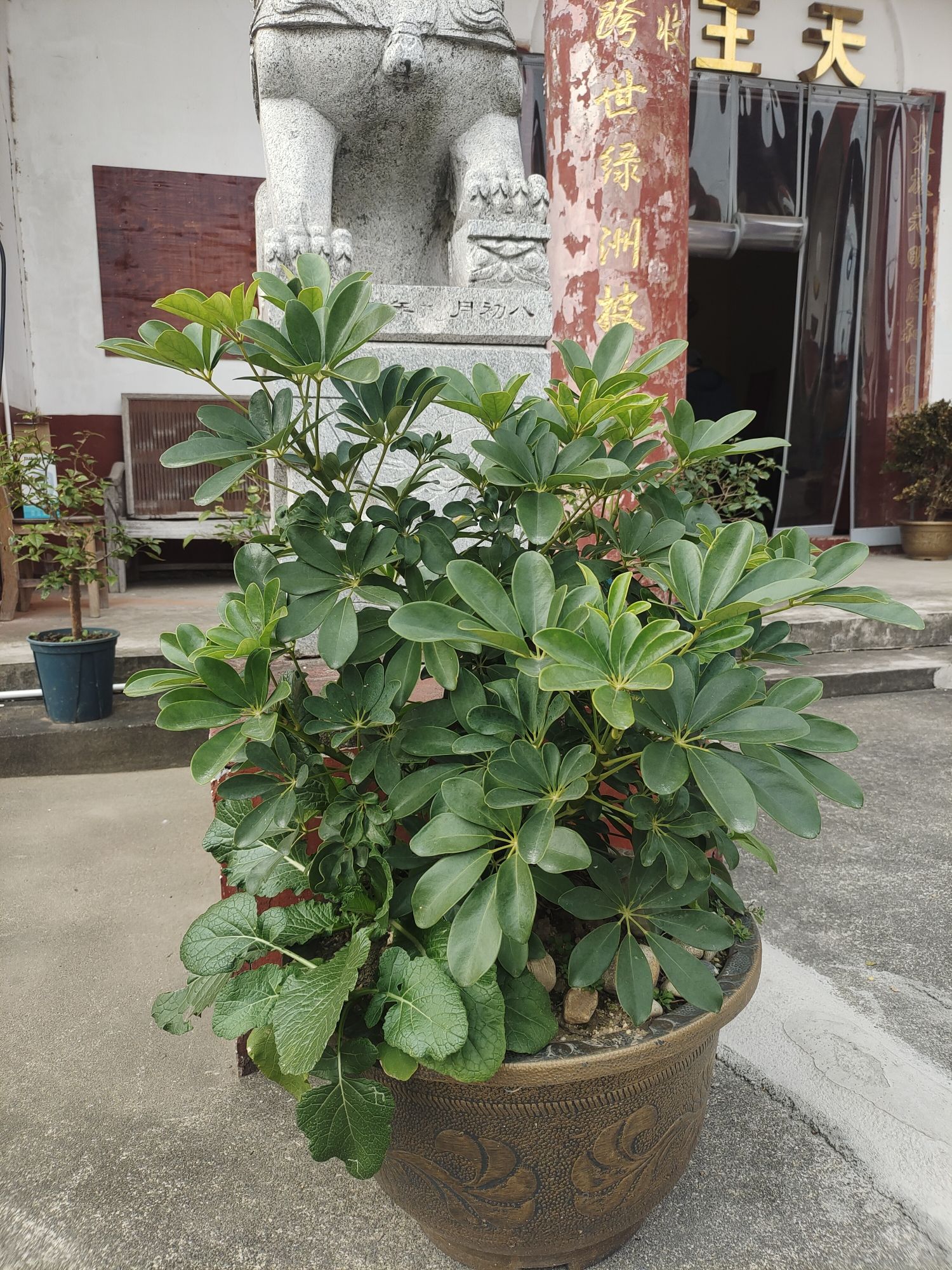 大通禅寺实景照片