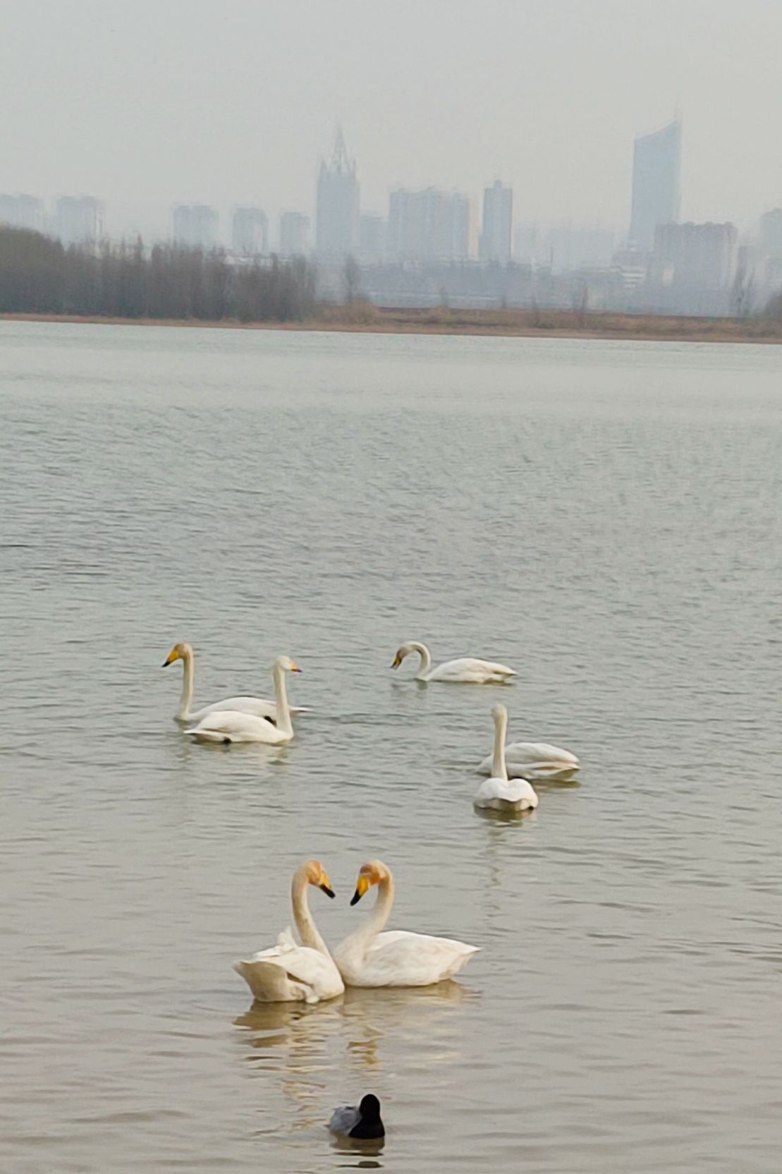 运城盐湖天鹅栖息地旅行图片 2