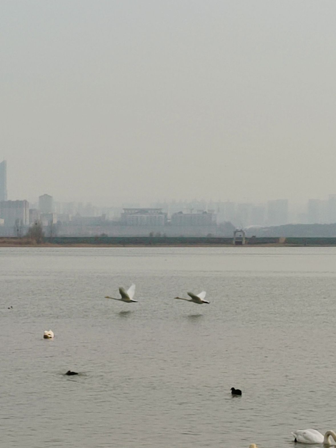 运城盐湖天鹅栖息地旅行图片 3