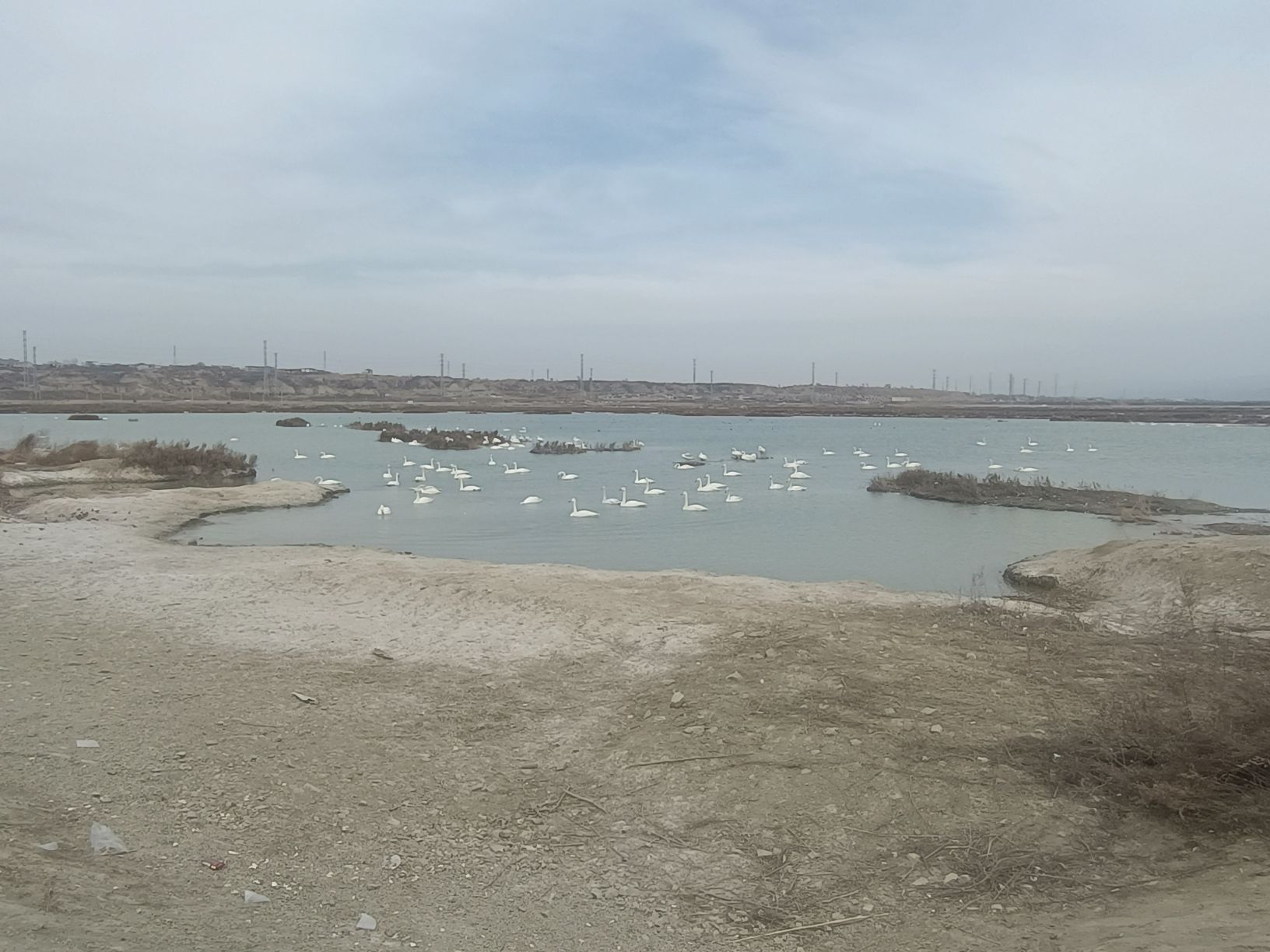 运城盐湖天鹅栖息地旅行图片 1