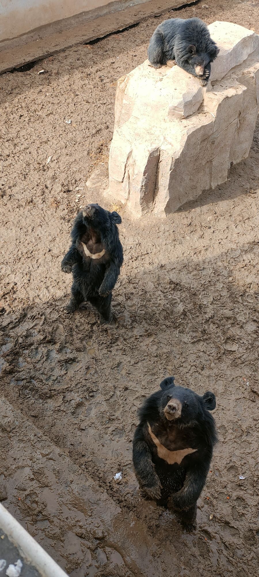 七彩童话动物王国旅行图片 1