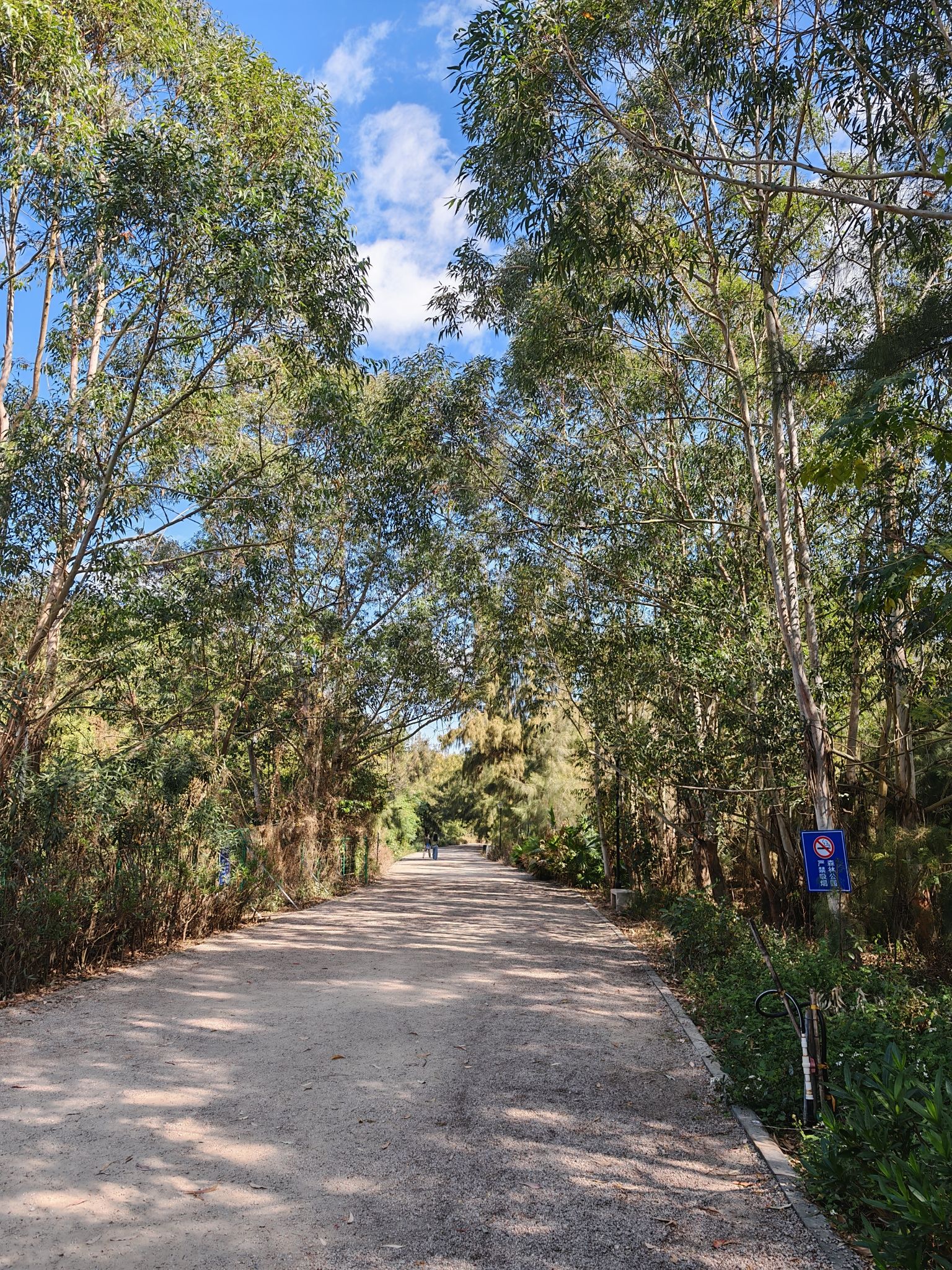 东海岸红树林生态修复区旅行图片 1