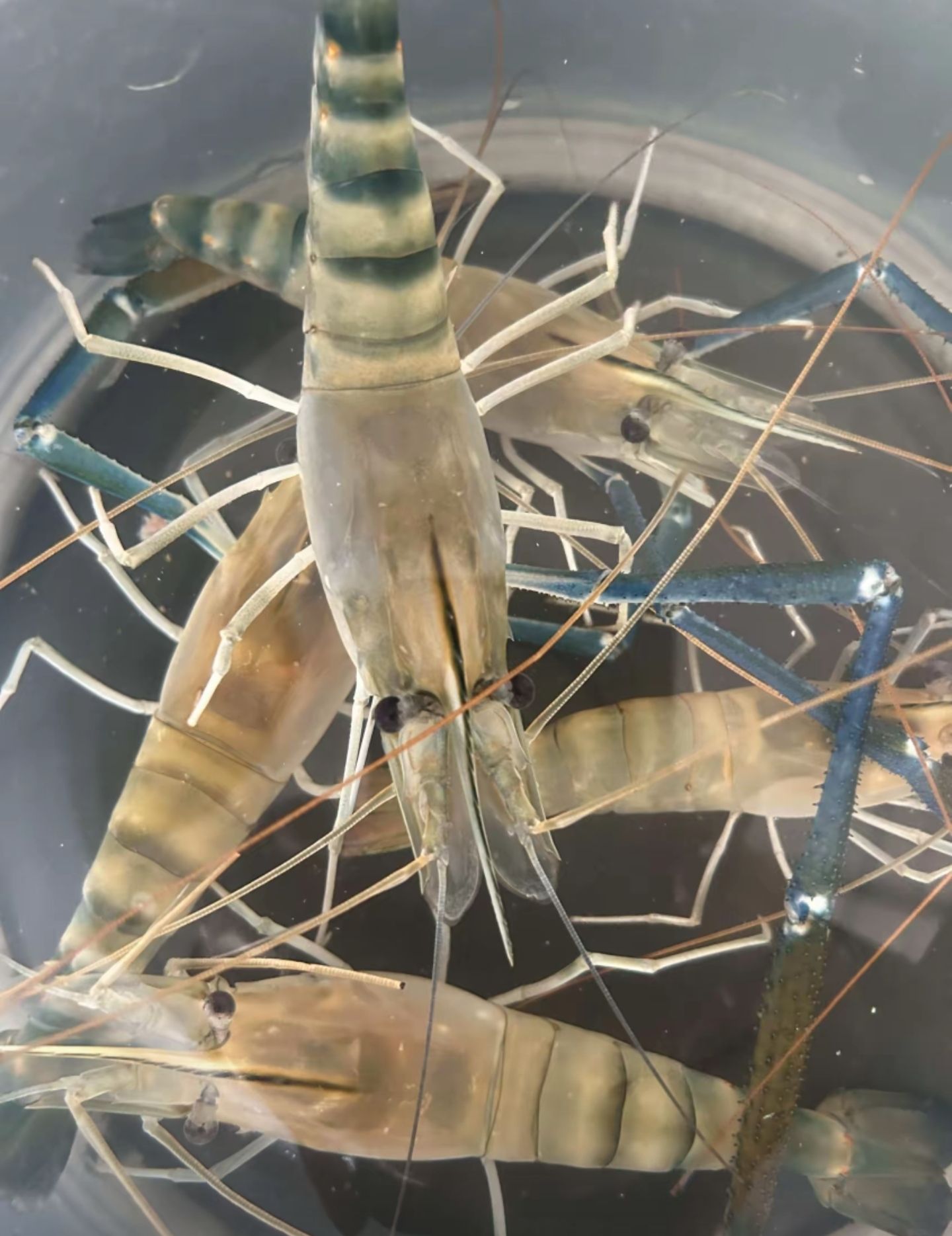 虾路相逢钓虾场
