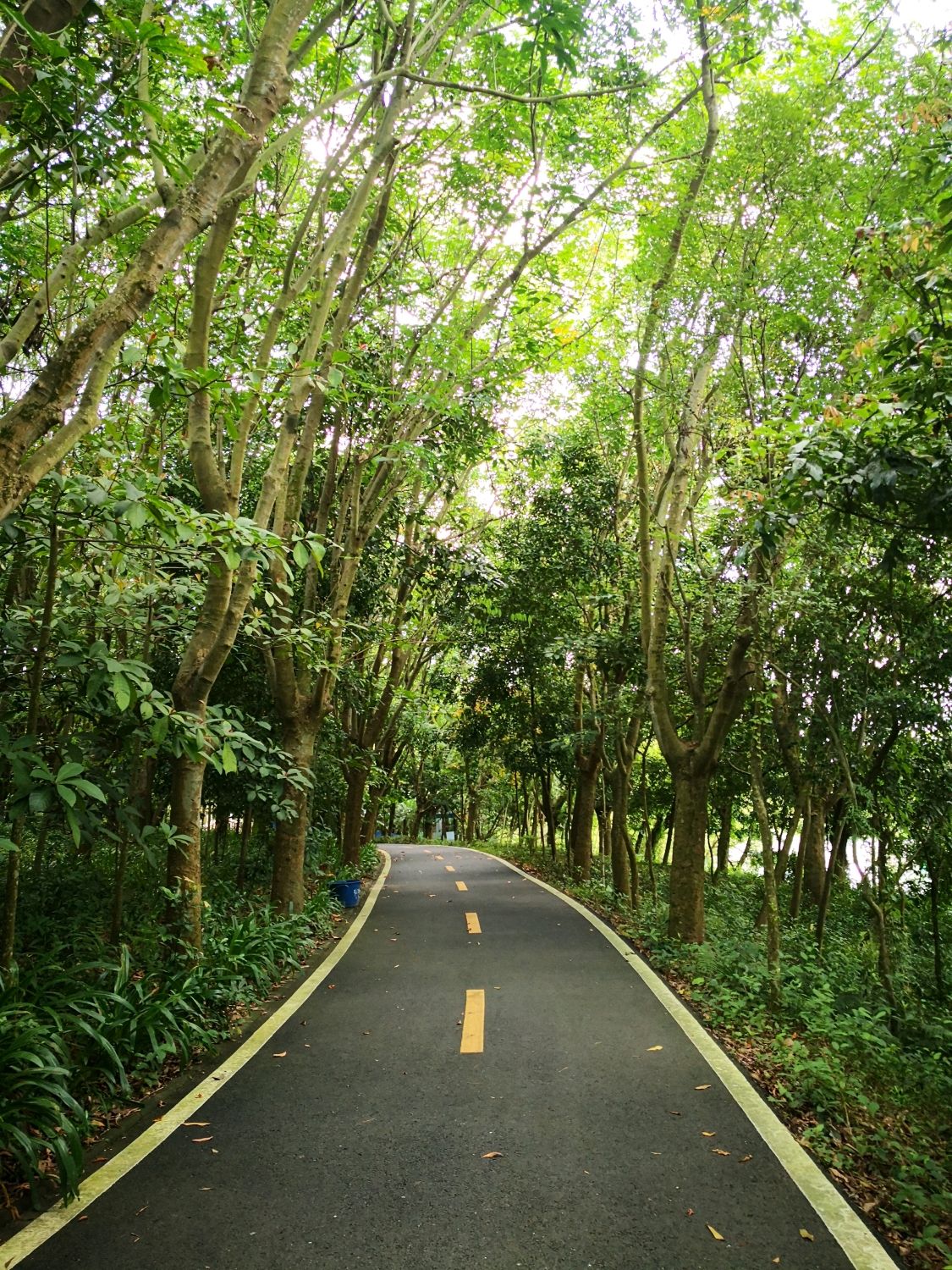 茂名市沉香山森林公园旅行图片 3