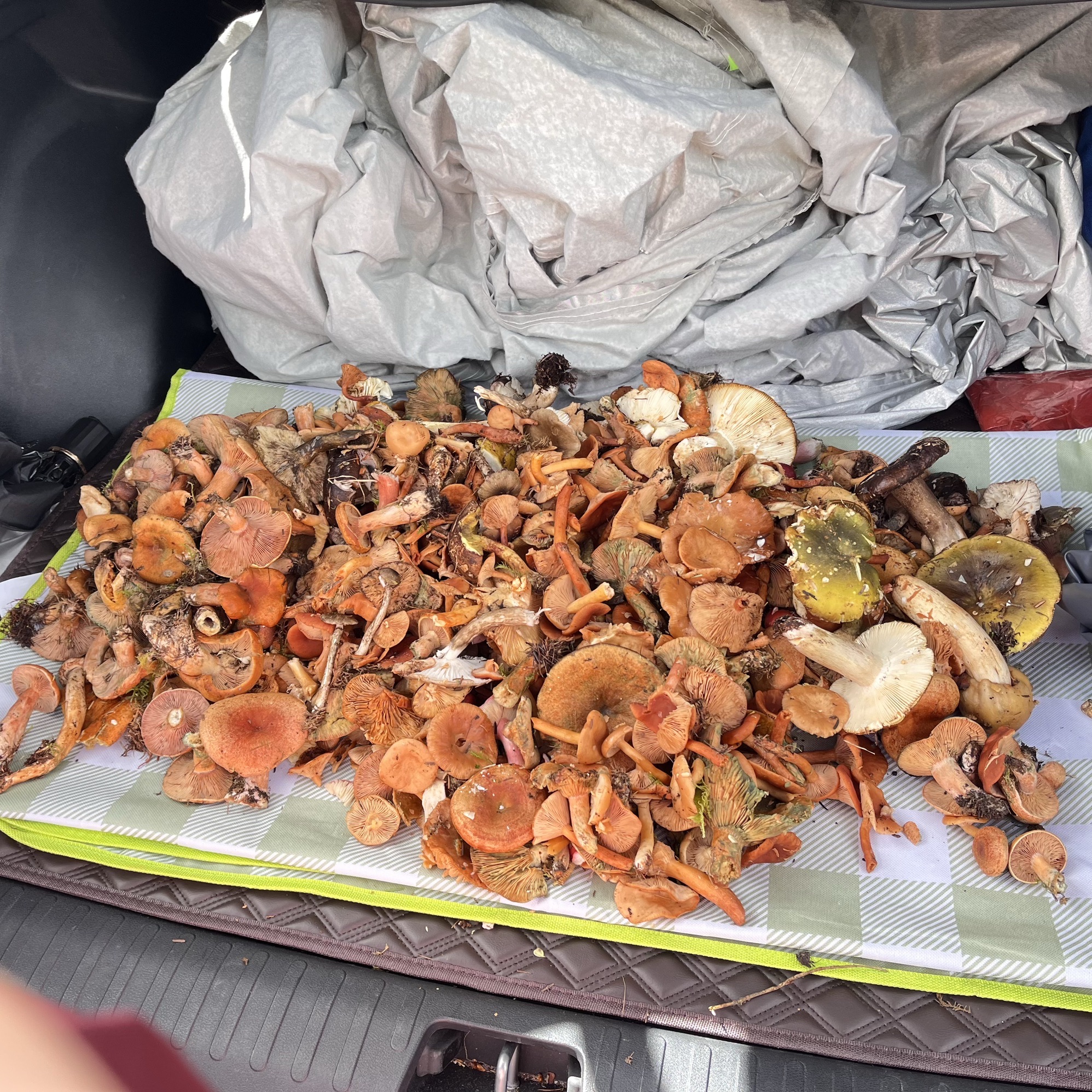 理小路红石滩旅行图片 1