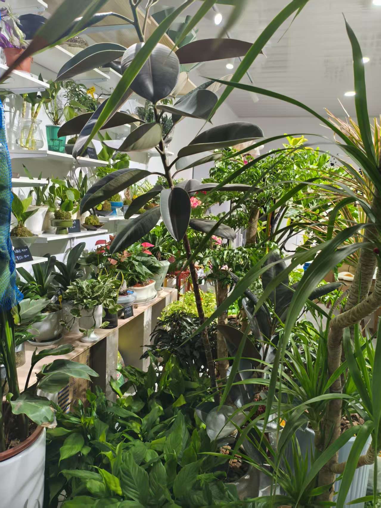 文凯园艺鲜花绿植