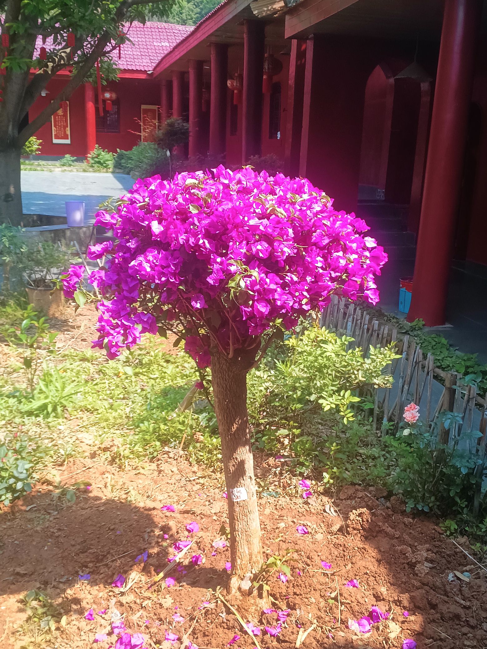 明德观实景照片